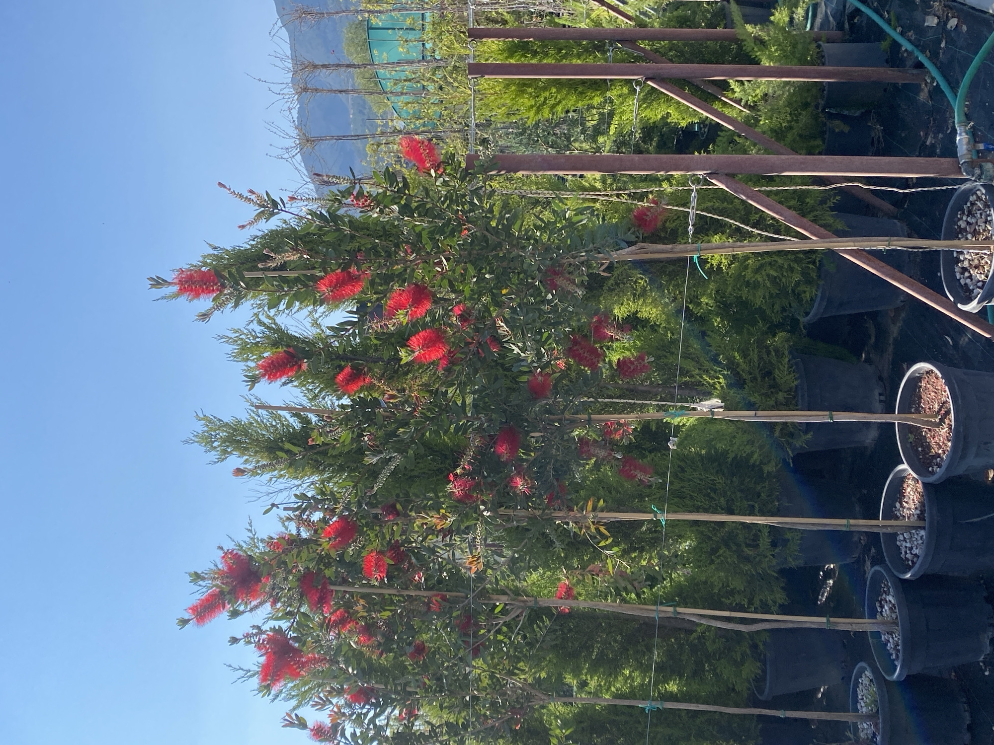 This image captures a vibrant outdoor plant nursery or garden center, likely located in Alanya, Turkey, given the context. The foreground and midground are dominated by numerous Bottle Brush trees (Callistemon), showcasing their distinctive bright red, spiky, brush-like flowers and dense green foliage. These trees are planted in black plastic nursery pots and are individually supported by thin wooden stakes, secured with green ties.
Behind the rows of Bottle Brush trees, a dense expanse of smaller, bushy evergreen plants, possibly conifers, is visible, also appearing to be cultivated in a nursery setting. Rust-colored metal support structures, resembling trellises or frames for shading, are interspersed among the plants. To the far right, a green garden hose with a silver valve fitting lies on the ground.
The scene is set under a clear, bright blue sky, indicating a sunny day, likely during mid-morning or early afternoon. In the background, particularly visible in some cropped sections, distant mountains or hills can be discerned, adding to the natural landscape. The ground beneath the plants appears to be covered with a dark, possibly weed-suppressing fabric. There are no people visible, and no specific activity is taking place beyond the static display of plants for cultivation or sale. No text is visible in the image.