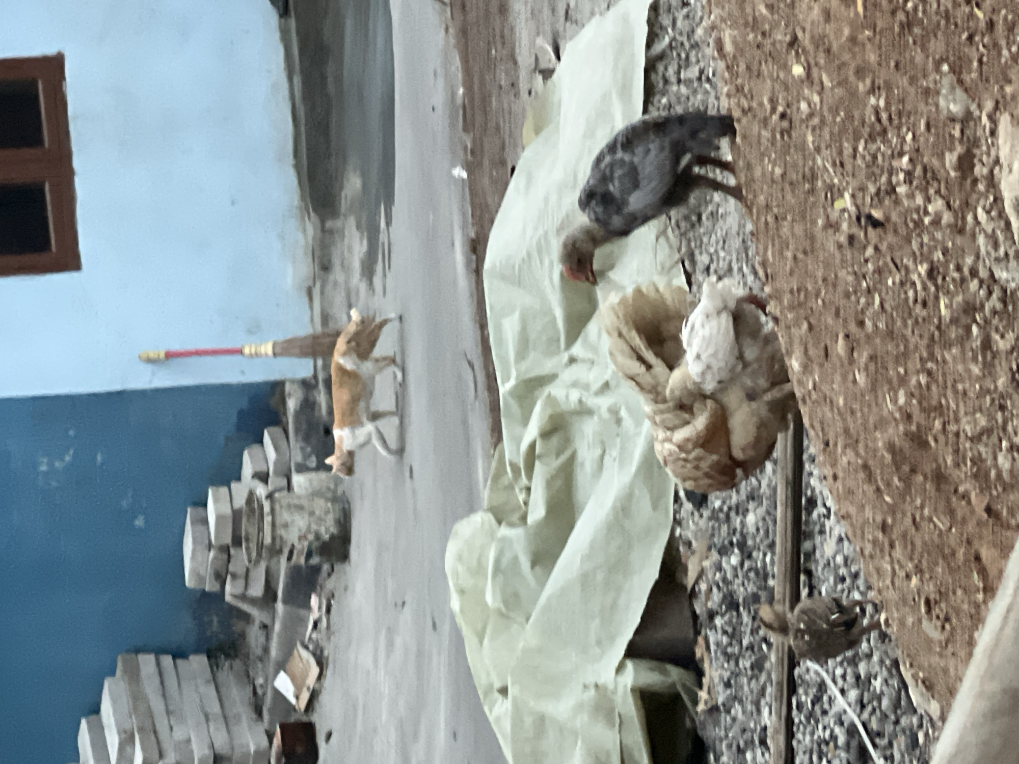 In the foreground of the image, a small brown bird is seen from behind, facing away from the camera. To its right, a larger, tan-colored chicken with white and brown plumage is partially visible. Further to the right, a dark gray chick stands facing left, with its head turned towards the center of the image. In the middle ground, a light green tarp is draped over something unidentifiable, partially obscuring the ground. In the background, a tan and white cat walks from left to right across a paved surface. A broom with a red handle and yellow bristles leans against a light blue wall on the far right of the background. The environment appears to be an outdoor area, likely a yard or street, with scattered debris and building materials, consistent with the setting of Klapanunggal, Indonesia.