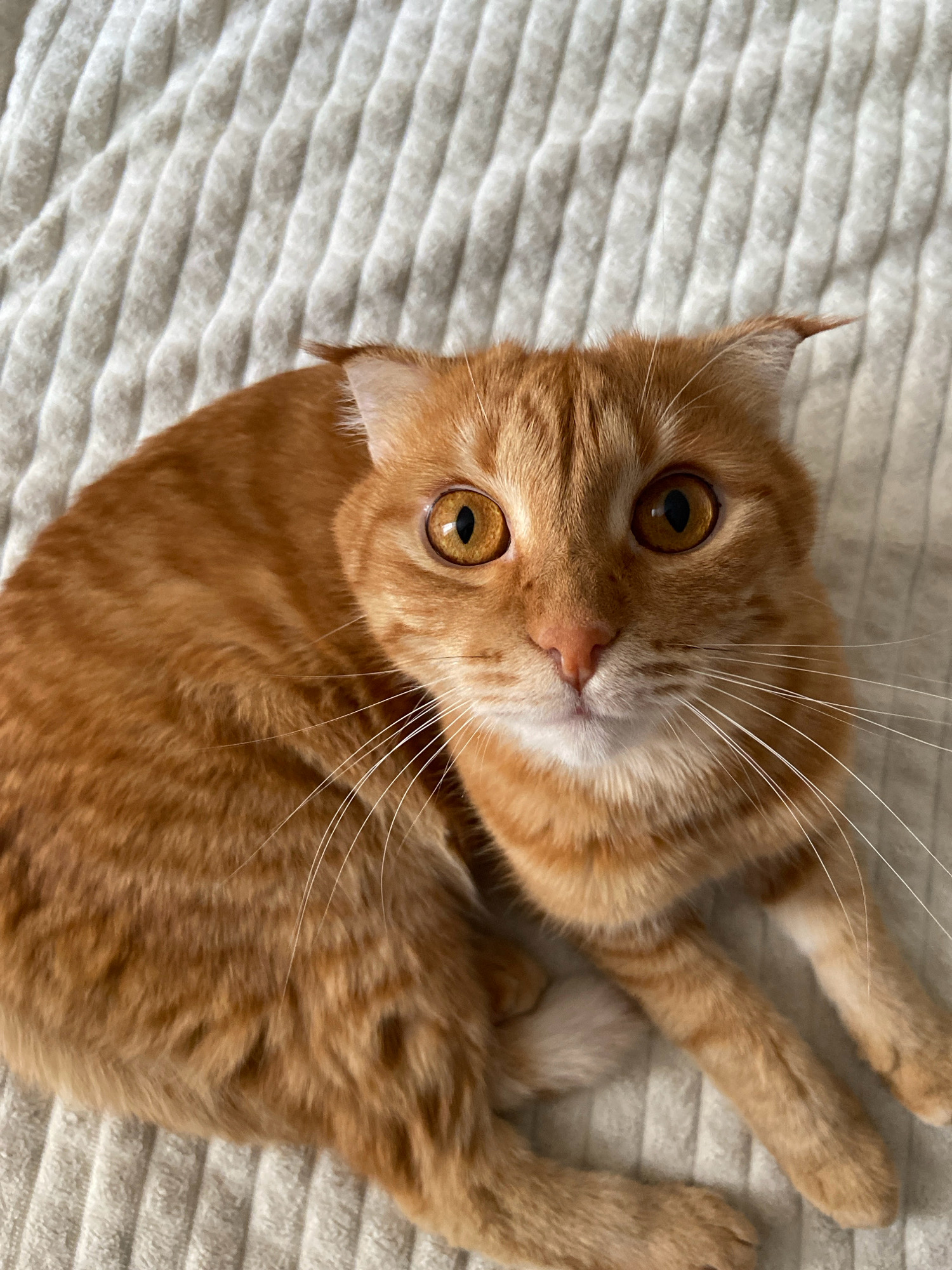 A ginger cat with large, amber eyes is lying on a textured, cream-colored blanket. The cat's ears are slightly flattened, and its whiskers are long and white. The cat's body is mostly visible, with its paws tucked underneath. The background is out of focus, showing the ribbed texture of the blanket. There is no indication of the city of Balashikha, Russia in this image.