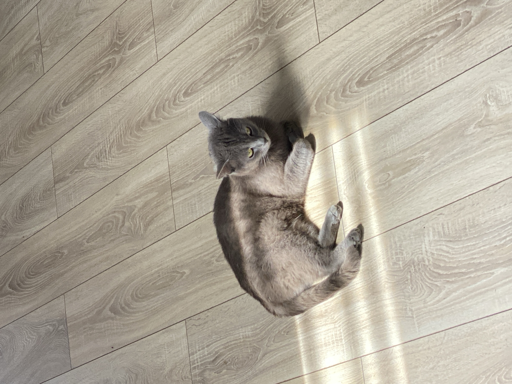 A gray cat lies on a light, wood-patterned floor in a room with natural light. The cat is curled on its side, looking up towards the camera. The scene's location and whether it is in Vysokoye, Russia, cannot be determined from the visual information.