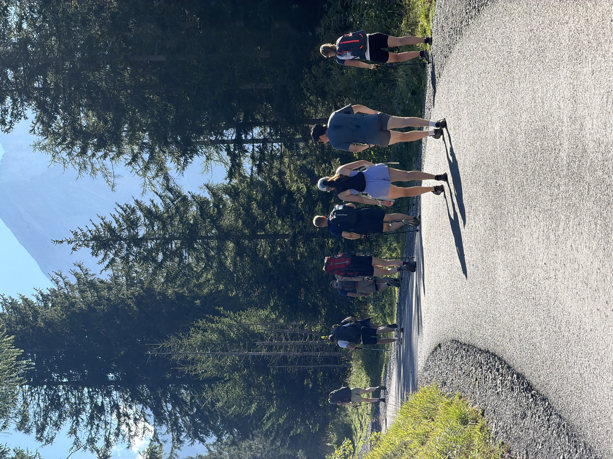 A group of seven hikers are walking away from the camera on a paved road that curves to the left. They are in a mountainous, forested area. The hikers are all wearing backpacks and carrying trekking poles. The trees are tall and evergreen, with a clear blue sky and a mountain peak visible in the background. The road is bordered by a grassy embankment on the left. The sun is shining, casting shadows on the road.