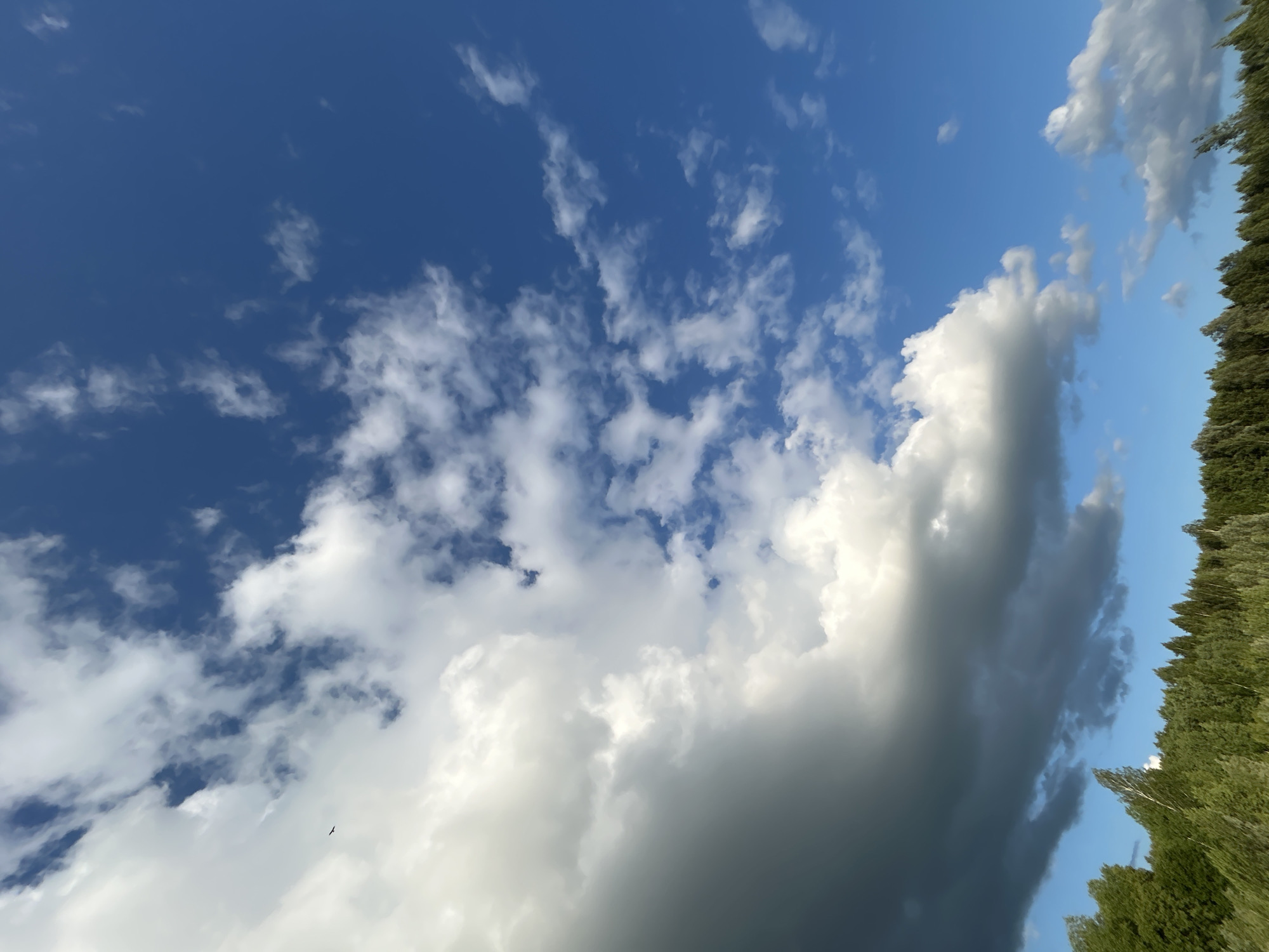 The image depicts a sky with a mix of white and dark clouds over a dense forest line. The sky is a vibrant blue, with scattered white cumulus clouds on the right side and larger, darker clouds dominating the left side. A small bird is visible in flight in the upper left quadrant of the image. The foreground consists of a row of green trees, some with light-colored trunks that suggest birch trees, typical of Russian forests. The image appears to be taken from an outdoor location, possibly a field or open area, looking up towards the sky and across a forest. There is no indication of any specific urban features that would pinpoint it to Chernushka, Russia, beyond the general context provided. The overall scene is natural and suggests a partly cloudy day.