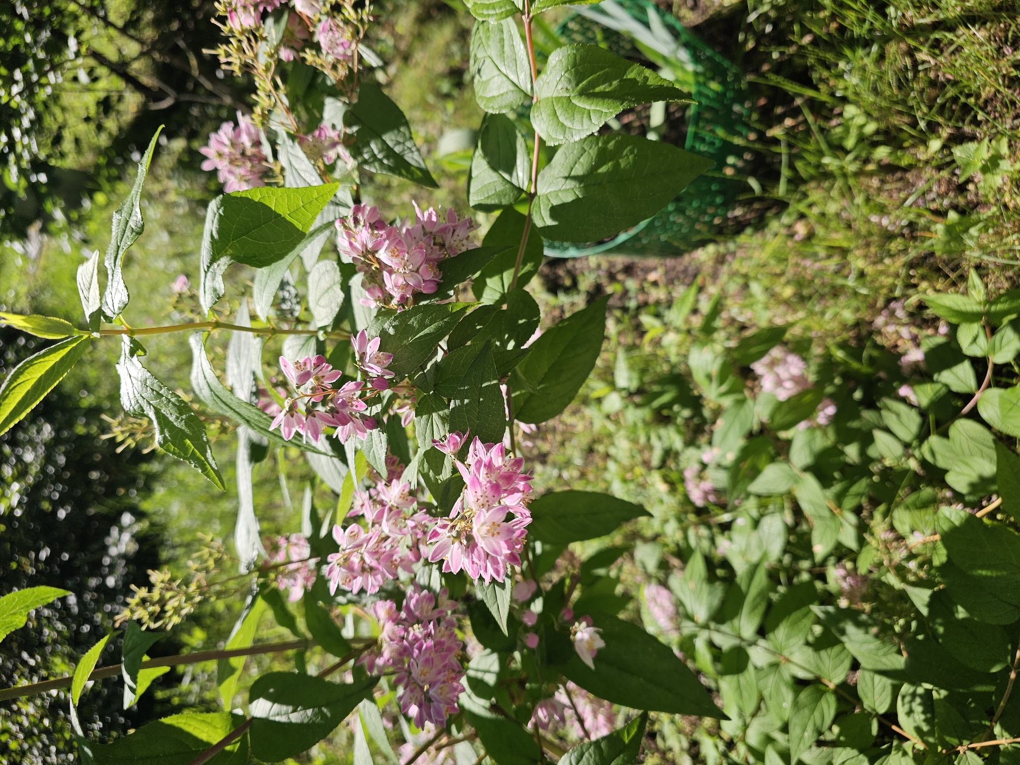 The image depicts a close-up view of a flowering bush with clusters of small, pink flowers and green leaves. The bush is situated outdoors, with dappled sunlight illuminating the foliage. In the background, a blurred green mesh structure is visible, possibly a garden planter or protective covering. The ground beneath is covered in grass and other low-lying plants. The scene appears to be a garden or park setting, with the overall impression being one of a natural, sunlit environment. No individuals or specific actions are depicted. The image is a still photograph taken in daylight. The location in the city of Khimki, Russia is not evident from the visual information provided in the image.