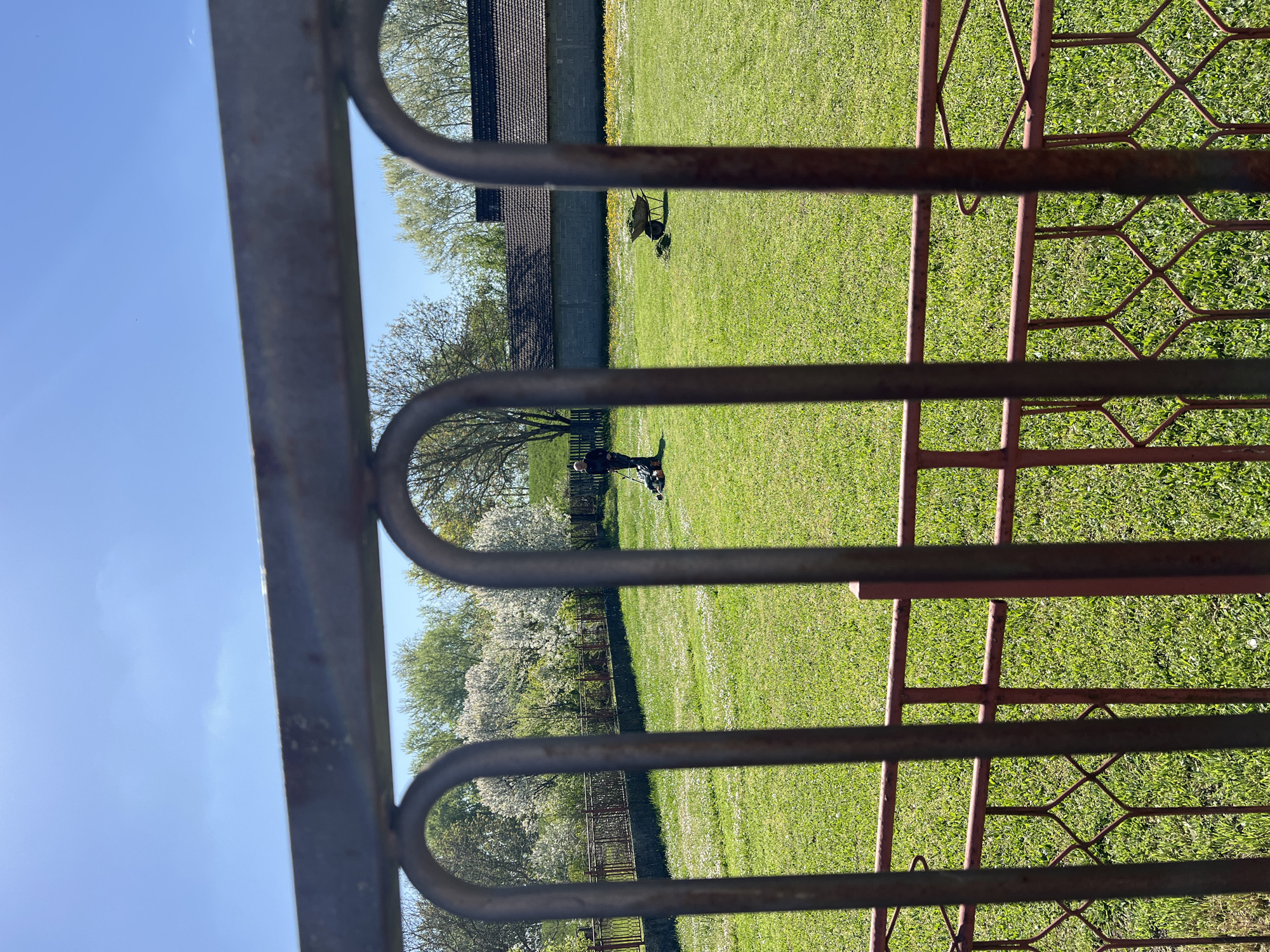 The image is taken through a metal fence, focusing on the exterior scene of a grassy yard in Сремска Рача, Serbia. The sky is light blue with a clear sun.
In the background, there's a building with a dark roof and light-colored walls. A lawn is visible, and one person is using yard tools to maintain it. Another object is visible closer to the building. The presence of blossoming trees and green lawn indicate a season in late spring or summer.
The metal fence in the foreground is the primary element of focus, partially obscuring details in the background. The left side has a dark-colored metal, and the right side has a red-colored metal. The pattern indicates a fence, with horizontal lines and diamond shapes.