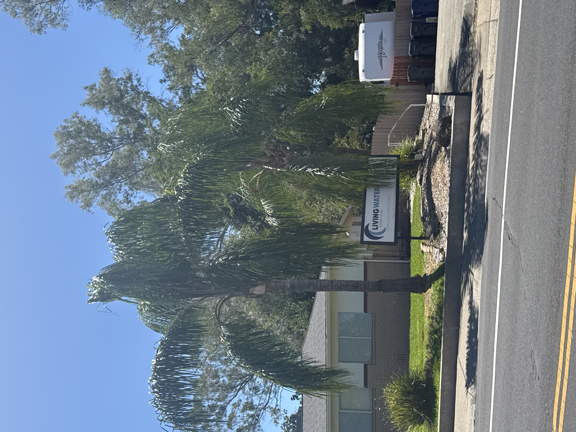 This is a medium shot, eye-level, outdoor photograph taken on a sunny day in Citrus Heights, United States of America. The foreground features a street with a double yellow line on the left and a white line in the center of the asphalt. A curb runs parallel to the street, casting shadows from palm trees onto the sidewalk. In the midground, there is a lawn with a sidewalk in front of a building. Two palm trees are prominently featured, with their fronds arching over the scene. A sign with the text "LIVING WATER ASSEMBLY OF GOD LOVING GOD, LOVING PEOPLE" is visible to the right of the palm trees. Behind the sign, a wooden fence encloses a property. A white trailer with the brand name "IDEAL" is parked to the right of the fence. Several trash cans are lined up near the trailer. The background consists of trees and a clear blue sky.