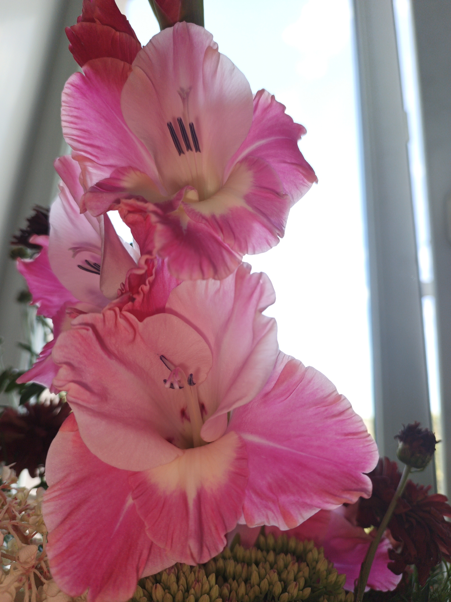 This image showcases a close-up view of several vibrant pink gladiolus flowers in a bouquet. The flowers are arranged in a vertical orientation, with their ruffled petals taking center stage. The lighting suggests an indoor setting near a window, with natural light illuminating the blooms and casting soft shadows. The background consists of a blurred window frame and the bright sky beyond. There are no people or animals visible in the image. The image does not provide any information about the city of Zlatoust, Russia.