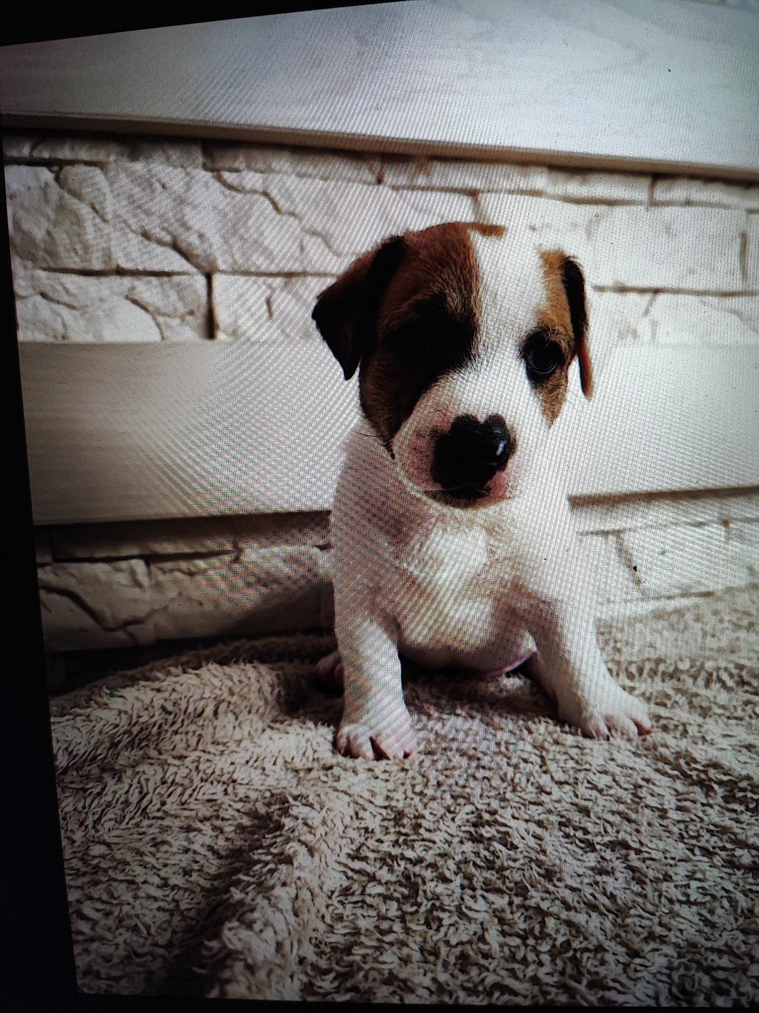 A Jack Russell Terrier puppy sits on a textured, fluffy rug in front of a faux stone wall. The puppy has brown and white markings on its face and body, with one brown eye patch covering its left eye and part of its forehead. Its nose is black, and its ears are floppy. The background consists of a light-colored, textured wall that mimics stacked stones, with a horizontal shelf or ledge running across the middle. The rug is a light brown or beige color with a shaggy pile.