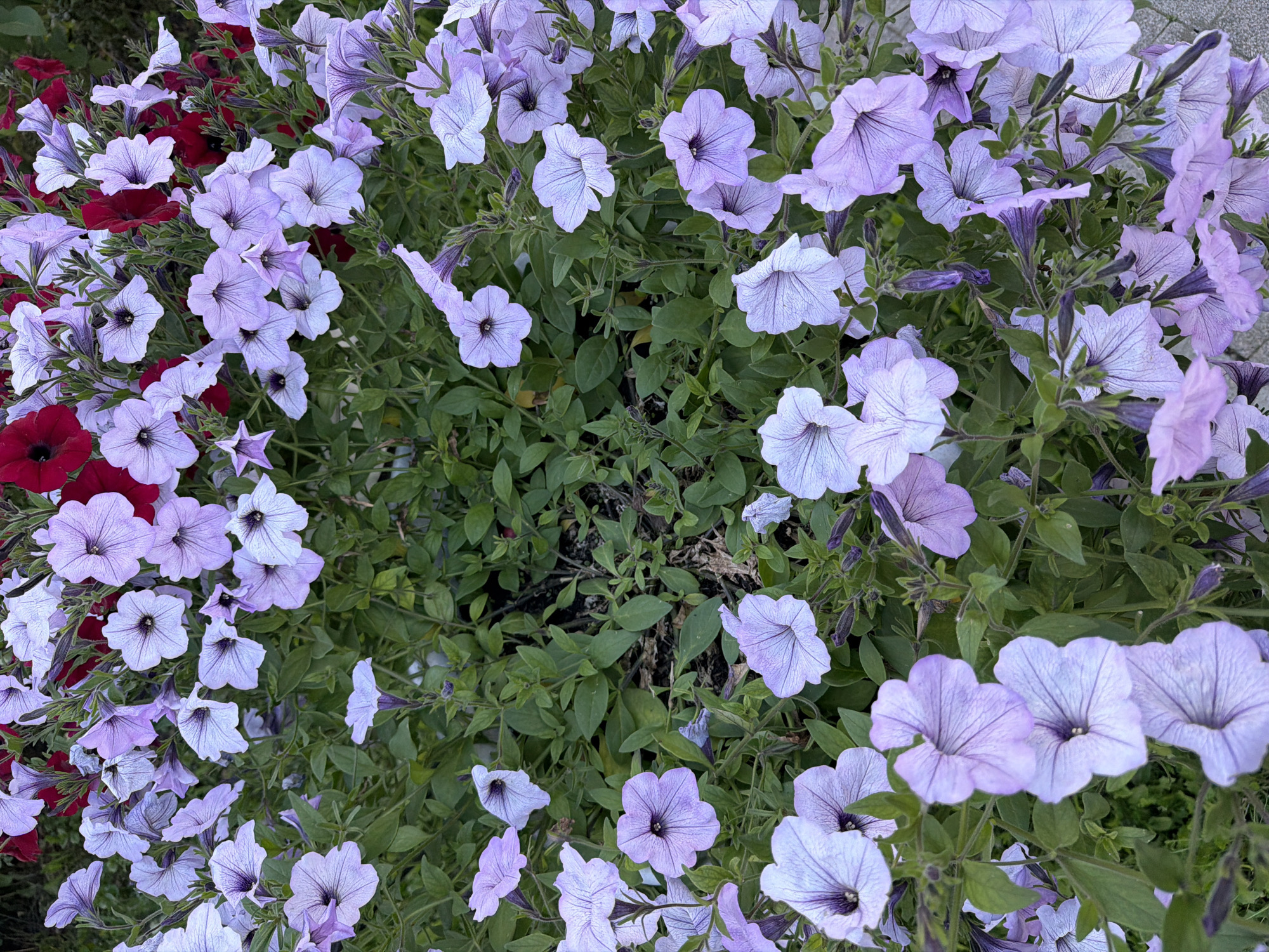 The image shows a close-up, overhead view of a bed of blooming petunias. The flowers are predominantly a light lavender color, with some deeper purple veins running through the petals. A few deep red petunias are interspersed among the lavender ones, primarily on the left side of the frame. The flowers are densely packed, creating a lush and vibrant display. The background consists of green foliage, indicating an outdoor setting, likely a garden or planter. The lighting suggests it is daytime, but the specific time of day and weather conditions are not discernible. There are no people or text visible in the image. The overall impression is one of natural beauty and floral abundance.