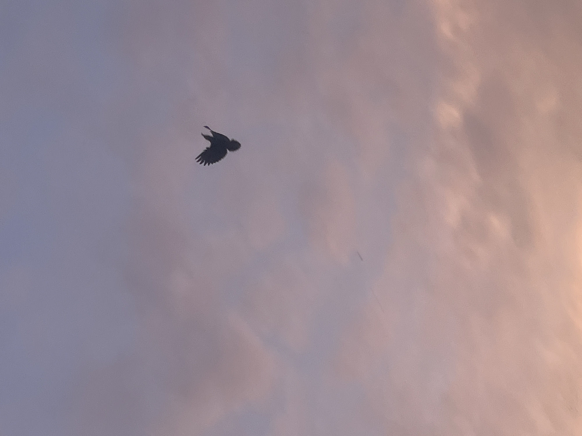 A bird is in flight against a cloudy sky. The sky is a mix of pale purple and orange. The location is Bukuru, Nigeria, but the specific details of the location are not discernible from the image. No people are visible.