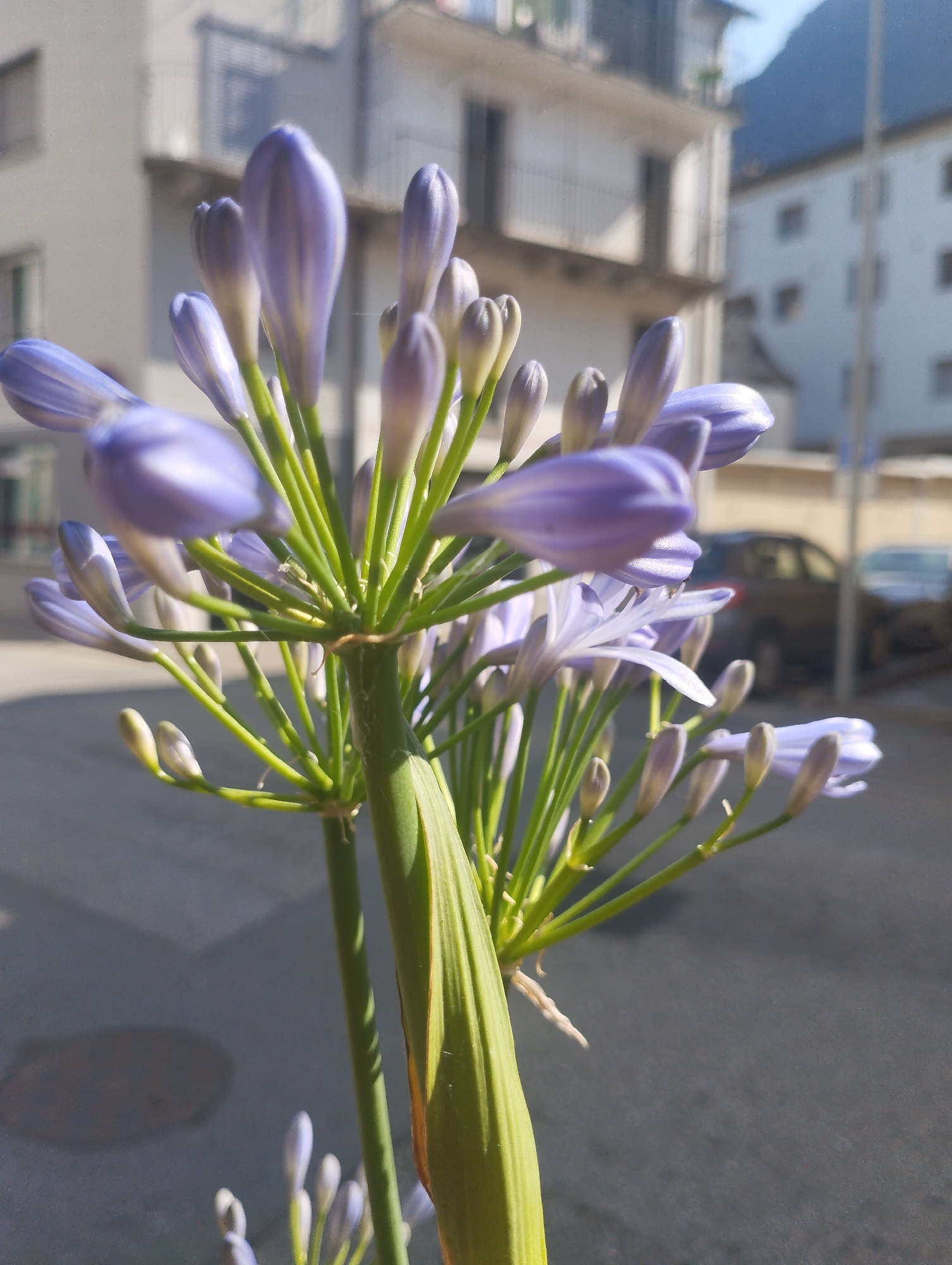 This media file is a close-up photograph of a cluster of Agapanthus buds and some partially opened flowers. The subjects are the delicate, pale purple buds and light blue open flowers, clustered on thick green stems. The flowers are in focus, with the background blurred, creating a shallow depth of field.
The setting appears to be outdoors, on a street or sidewalk. In the blurred background, there are buildings, one with balconies and windows, and another appearing to be a lighter color. A parked car is visible on the street. The sky is bright and clear, suggesting it is daytime, likely sunny. The lighting on the flowers indicates a bright, possibly midday sun, casting subtle shadows and highlighting the texture of the petals and stems. The overall mood conveyed by the image is serene and natural, focusing on the beauty of the blooming flowers. There is no visible text in the image.
