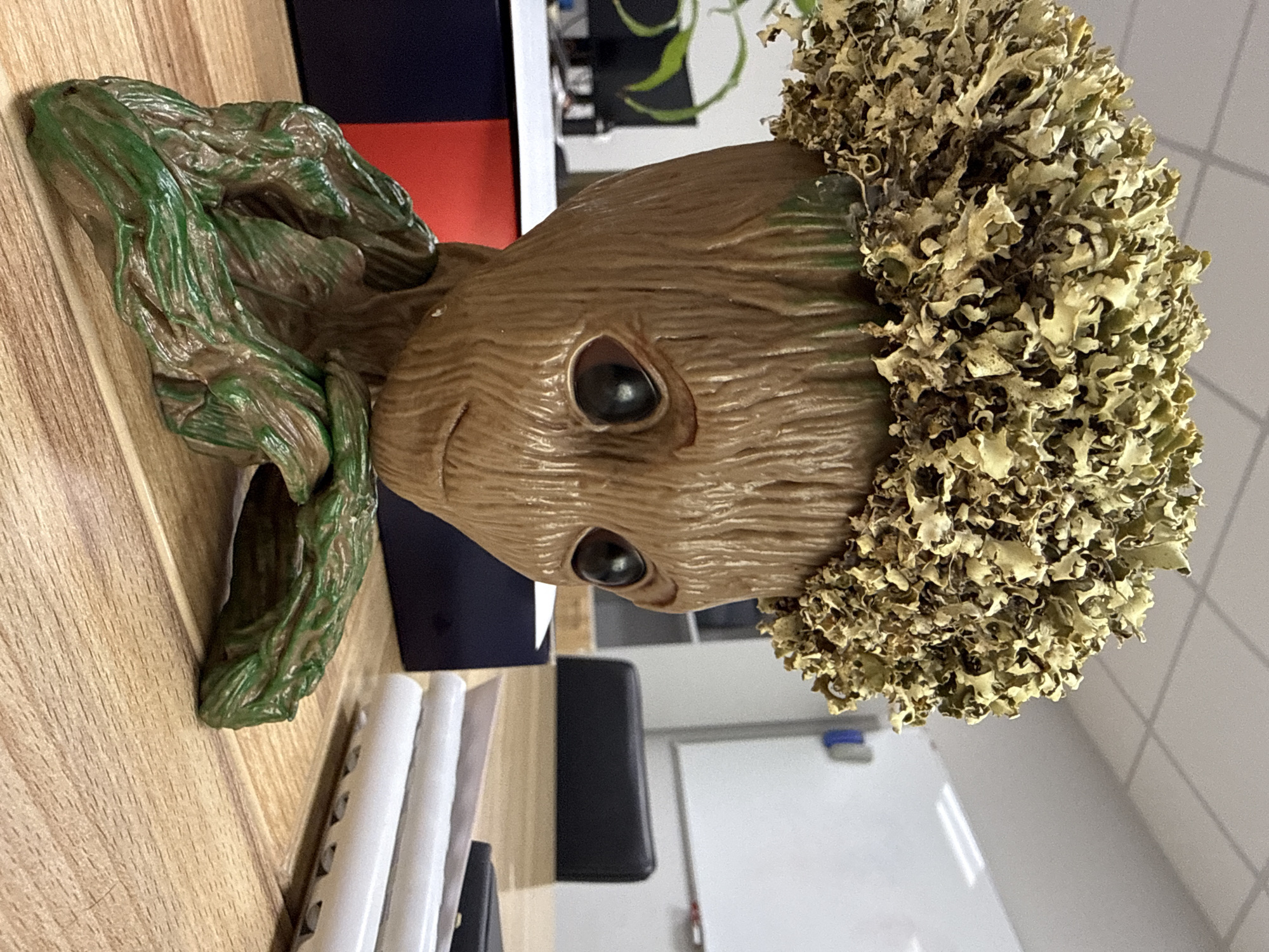 A close-up shot features a Groot planter. The planter, made of brown material with textured lines to resemble wood, has black eyes and a subtle smile. The planter's head is surrounded by artificial foliage. The planter sits on a wooden surface. Below the planter are white documents, and a black object. In the background is an office setting with white walls, a whiteboard and other office items. There is no evidence to suggest that this image was taken in Krasnoyarsk, Russia.