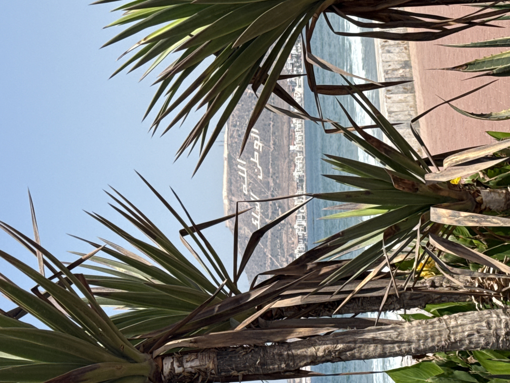 The image depicts a coastal scene in Agadir, Morocco, as viewed through palm fronds. The Agadir inscription on the mountain can be seen in the background, indicating its location. The scene includes a segment of the boardwalk or coastal path, with the beach and ocean visible. No individuals are visible.