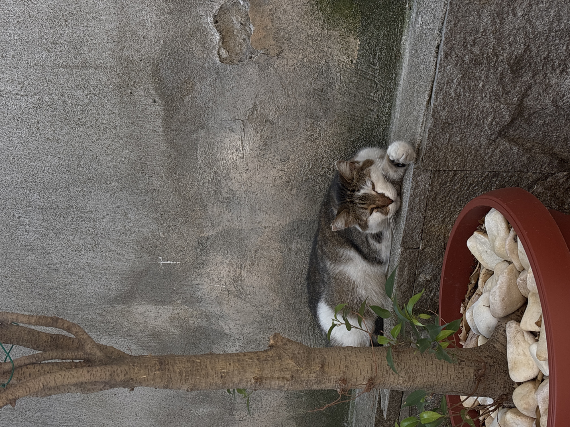 This media file depicts a domestic cat resting on a branch. The cat, with tabby markings of grey and white, is curled up with its head resting on its paw and its eyes closed, suggesting it is asleep or at ease. The branch it lies on appears to be part of a plant, possibly a bonsai, with small green leaves visible.
The setting is outdoors, indicated by the natural light and the rough texture of a concrete wall behind the cat, which shows signs of wear and tear, including some peeling plaster. To the right of the cat, a terracotta pot filled with large, light-colored stones is visible. The overall lighting suggests it could be daytime, perhaps midday, with no strong shadows indicating specific time of day. The environment seems to be a quiet, perhaps urban or suburban outdoor space, given the materials present. There is no visible text in the image.
