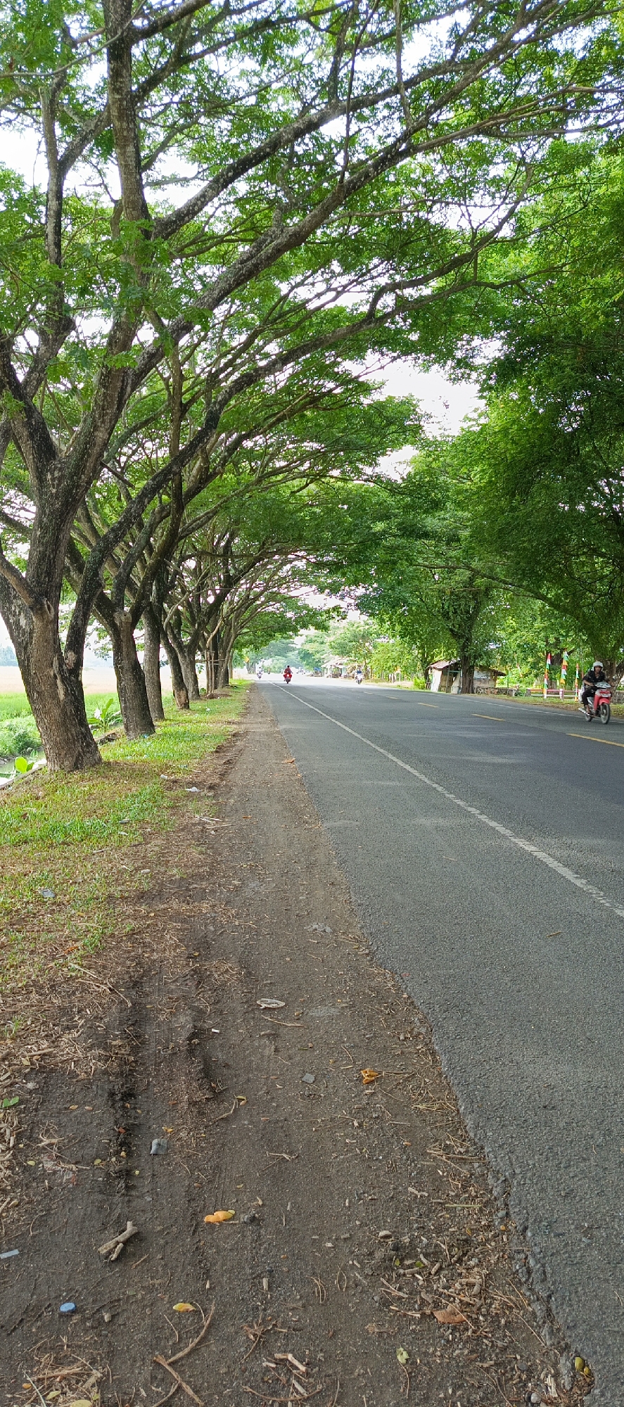 The image depicts a two-lane asphalt road bordered by a grassy shoulder and a line of large trees with dense green foliage on the left. The trees form a natural canopy over the grassy area. On the right side of the road, there is a motorcyclist wearing a helmet, riding a red scooter. Further down the road, another motorcyclist, also wearing a helmet, is visible in the distance. The road appears to be in a rural or suburban setting, possibly a scenic route in or near Dilipbukti, Indonesia, given the tropical appearance of the vegetation and the presence of motorcycles. The sky is overcast, creating diffused lighting. The ground on the shoulder of the road is a mix of dirt and sparse grass, with some scattered debris.