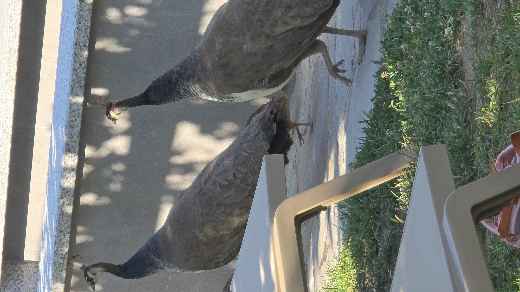 Two peahens are standing on a paved patio in what appears to be a residential area or garden. The peahens are facing towards the left of the frame, with one slightly in front of the other. They are mostly brown in color with some iridescent green and blue feathers visible on their necks. The peahens have distinctive crests on their heads. In the foreground, there are parts of two light-colored lounge chairs and a patch of green grass with some clover. Behind the peahens is a gray concrete wall, and above that, a lighter colored horizontal structure, possibly a wall or ledge. Sunlight is casting shadows from an unseen source onto the wall. The scene is outdoors, likely during the daytime, with bright lighting. The image does not provide specific visual cues to confirm the location as Krasnovo, Bulgaria.