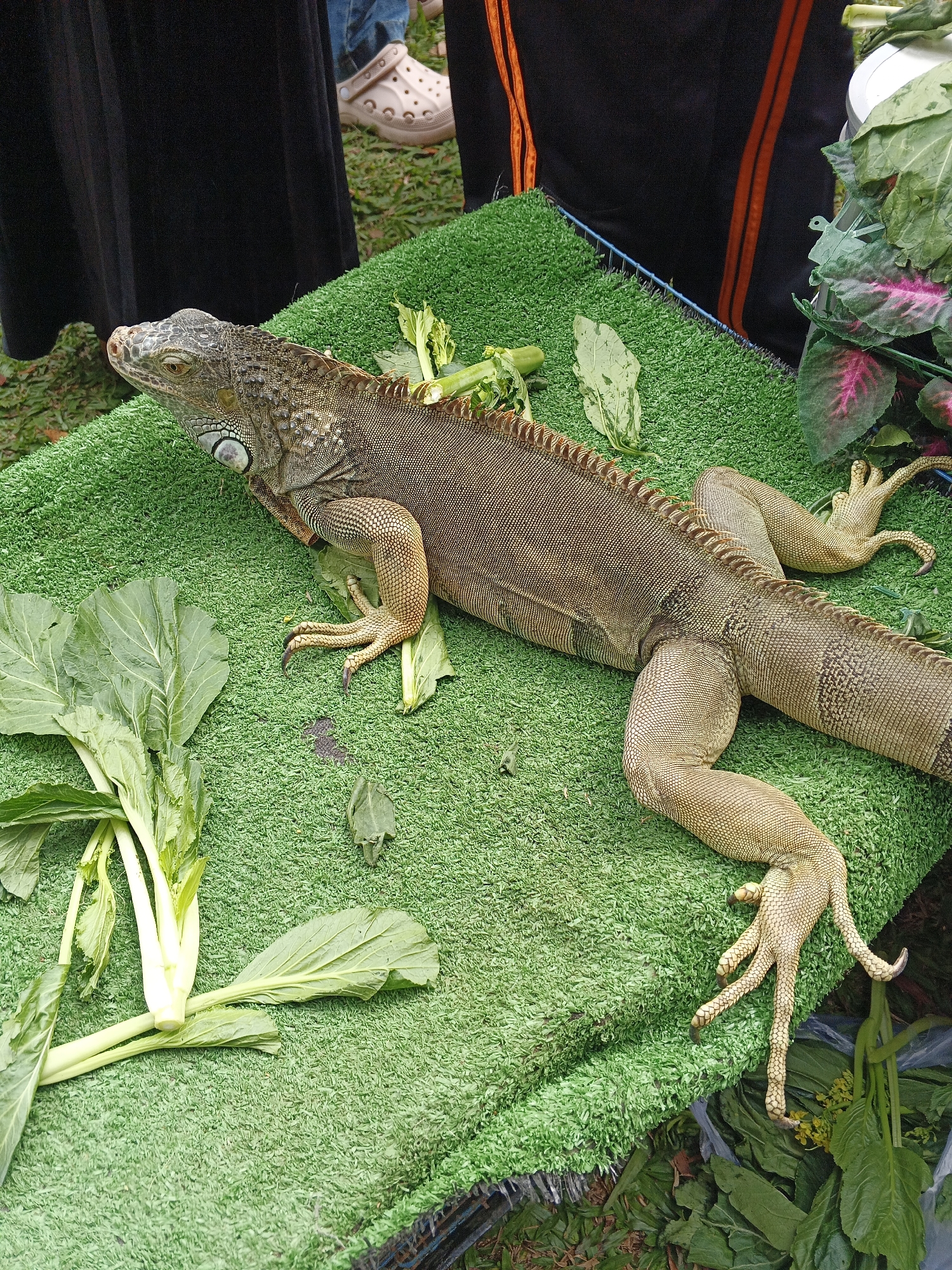 An iguana is lying on a green artificial turf mat. The iguana is a large reptile with a brown and tan scaly body. Its head is facing left, and its eyes are open. Its front legs are extended forward, and its back legs are extended backward. Several green leafy vegetables are arranged around the iguana on the mat. In the background, the legs of two people wearing dark clothing are visible. One person is wearing beige clogs. The scene appears to be outdoors, possibly at a market or event, given the arrangement of the iguana and vegetables. The location is Perbawati, Indonesia.