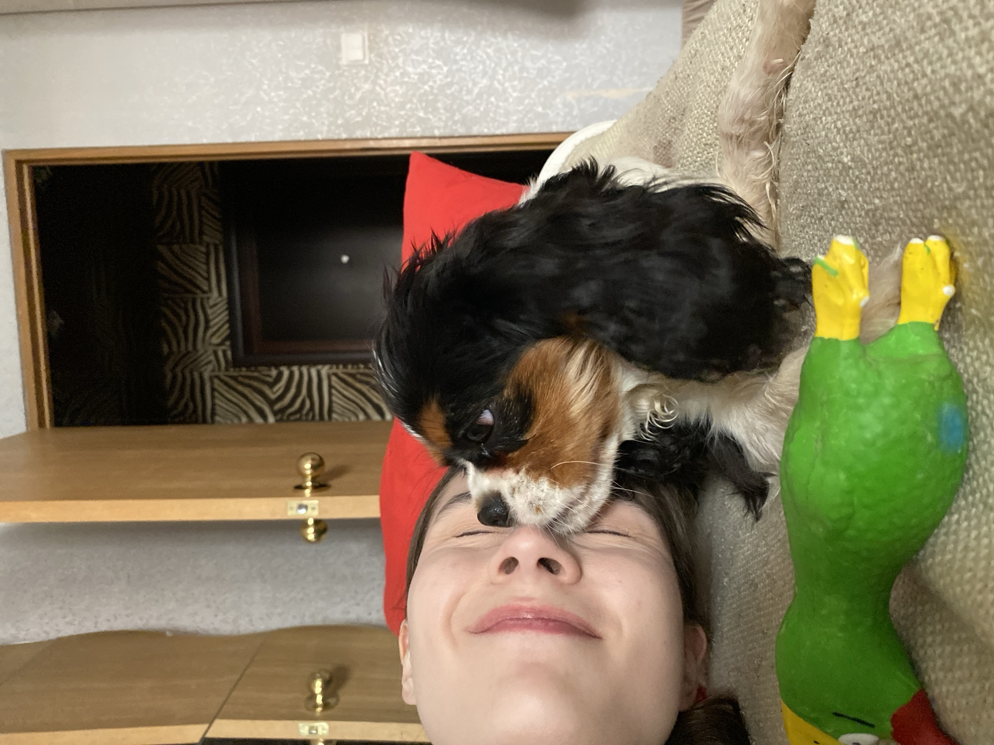 A young woman is lying down indoors. She is smiling with her eyes closed. A Cavalier King Charles Spaniel dog is lying on her face with its nose touching her nose. A green and yellow toy duck is next to them on the couch. A red pillow is behind the dog. A wooden shelf is to the left of the woman. A cabinet with zebra-print wallpaper is behind the shelf. There is no information indicating this photo was taken in the city of Votkinsk, Russia.