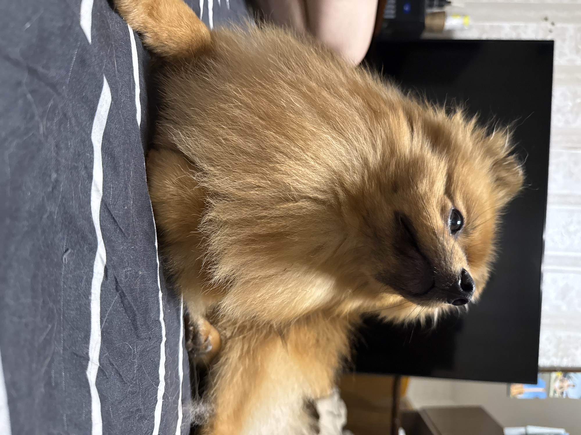A fluffy, light brown Pomeranian dog is lying on a striped black and white fabric surface. The dog's head is turned to the upper right, looking upwards with its mouth slightly open. Its eyes are visible, and its nose is pointed. The background is out of focus, showing a dark television screen and some shelves. There is a person's leg partially visible on the left side of the image. The scene appears to be indoors, possibly a living room, in Khimki, Russia.