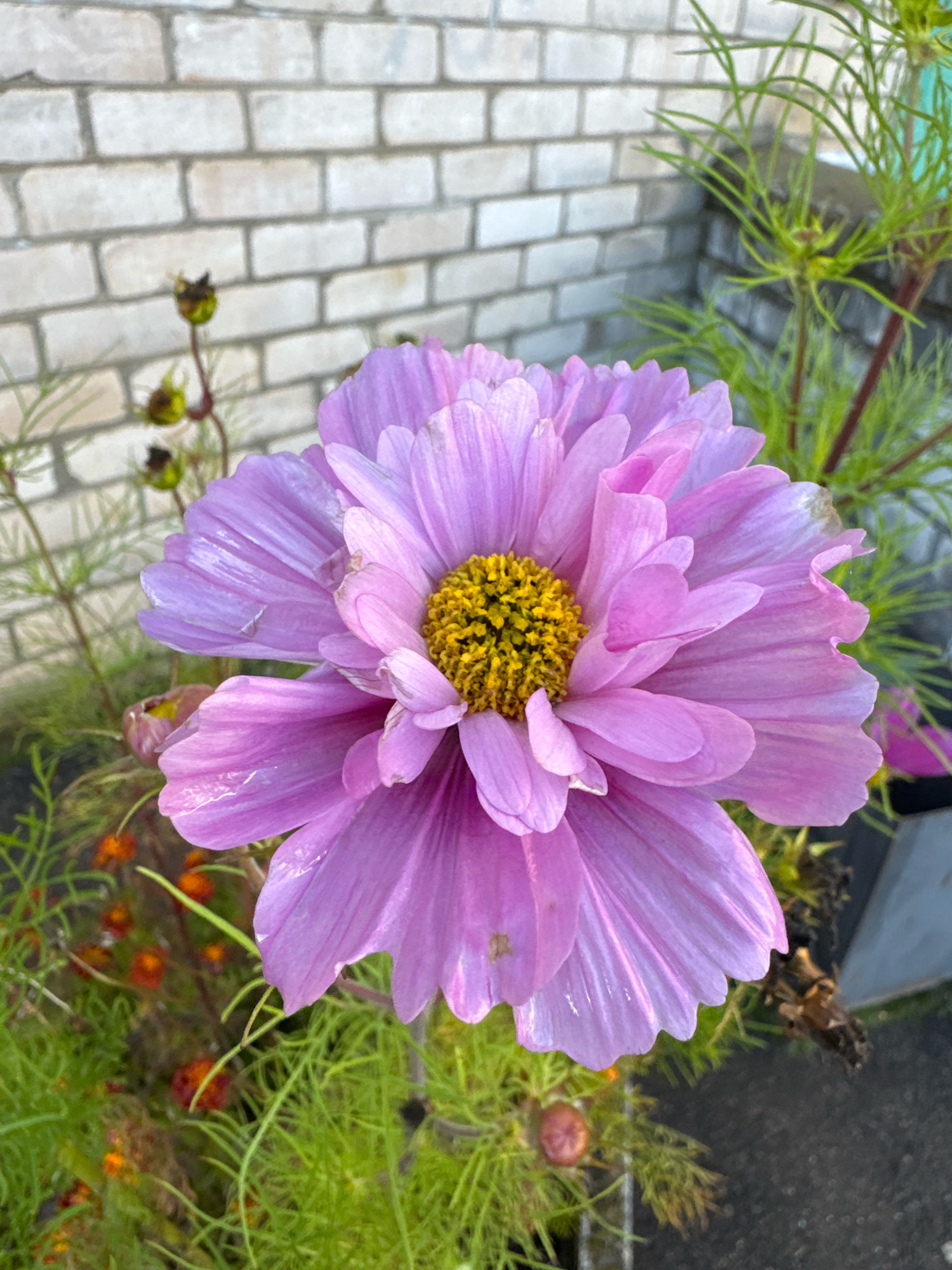 A close-up, eye-level shot captures a large, light purple cosmos flower in the foreground, its petals slightly rippled and glistening with water droplets. The flower's center is a vibrant yellow and appears fuzzy. Behind the flower, a light grey brick wall forms the background. To the right of the flower, green, feathery foliage extends upwards, and to the left, a few dried seed pods on thin stems are visible, along with smaller orange flowers and green, wispy plants. The setting appears to be an outdoor environment, possibly a garden or balcony, with the brick wall suggesting an urban or suburban location in Valday, Russia. No people or animals are present in the frame. The lighting suggests it is daytime, with natural light illuminating the scene.
