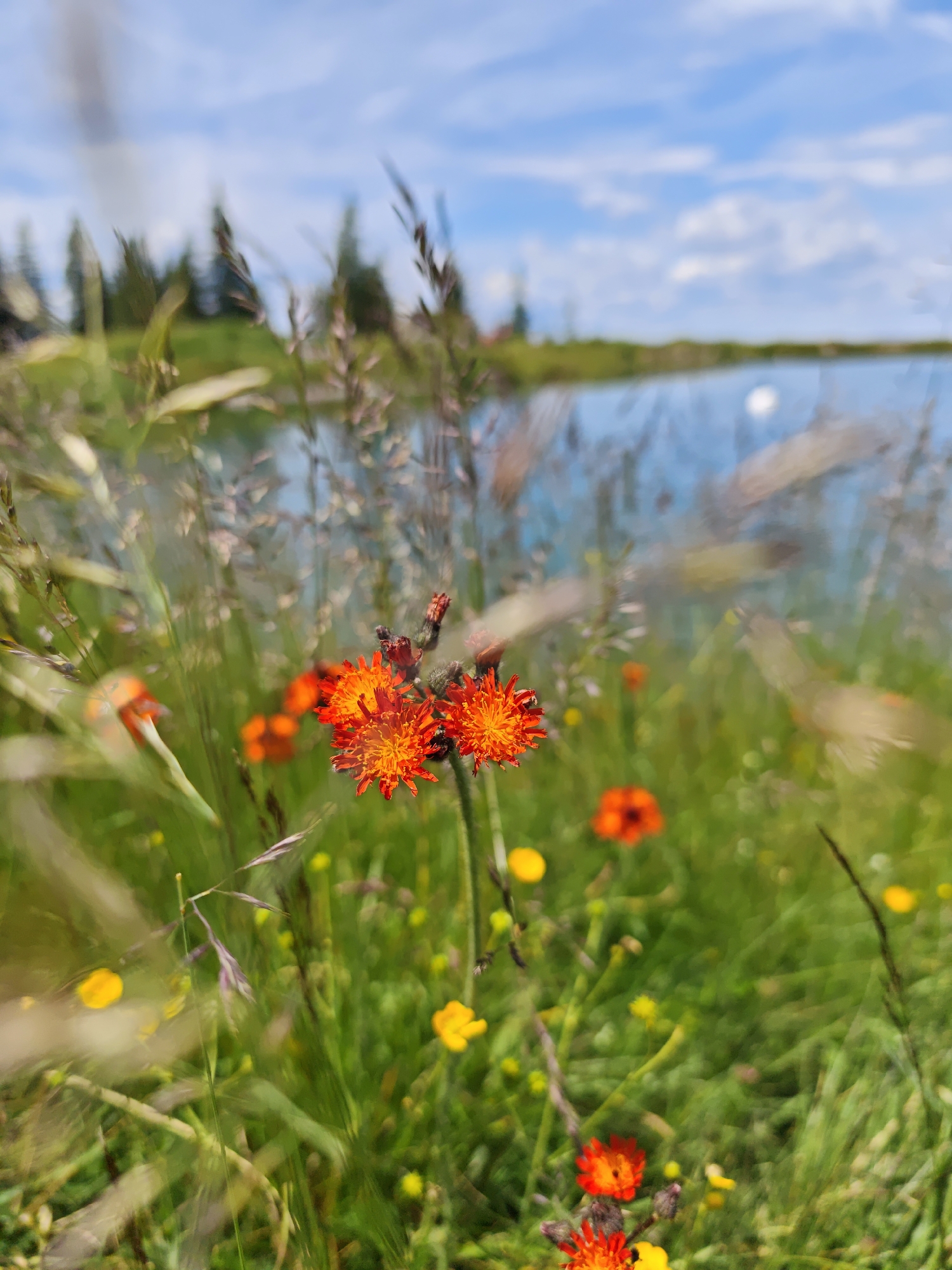 An outdoor, eye-level, close-up shot captures a patch of bright orange flowers, likely Hawkweed, in a meadow. The flowers are the primary focus, with sharp detail on their intricate petals and fuzzy stems. In the background, a body of water, possibly a lake or pond, reflects the blue sky dotted with white clouds. The surrounding landscape is filled with green grass and other small yellow wildflowers, suggesting a natural, undeveloped area. The scene is bathed in natural daylight, creating a vibrant and serene atmosphere. While the image does not show any people, structures, or specific landmarks of Kirchberg in Tirol, Austria, it depicts a natural environment that could be found in such a location. The composition, with its shallow depth of field, draws the viewer's attention to the delicate beauty of the flowers, while the soft focus of the background elements contributes to the overall tranquil mood.