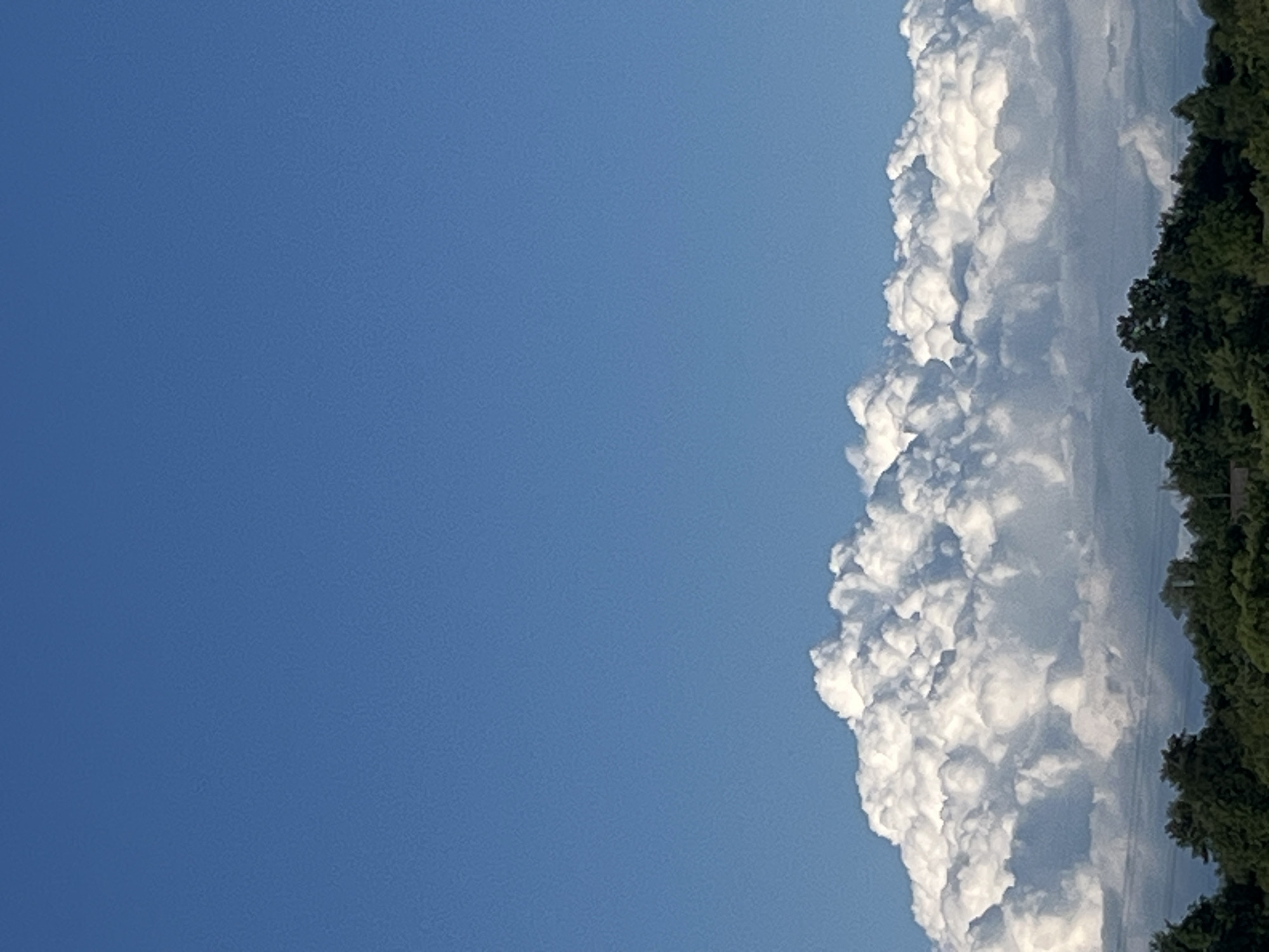 The image shows a clear blue sky with a dense bank of white, puffy cumulus clouds stretching horizontally across the mid-section of the frame. Below the clouds, a line of lush green trees forms the lower edge of the image, suggesting a landscape or natural setting. There are no people, buildings, or specific landmarks visible to indicate a precise location within the city of Drohobych, Ukraine, beyond it being an outdoor scene with a sky and vegetation.