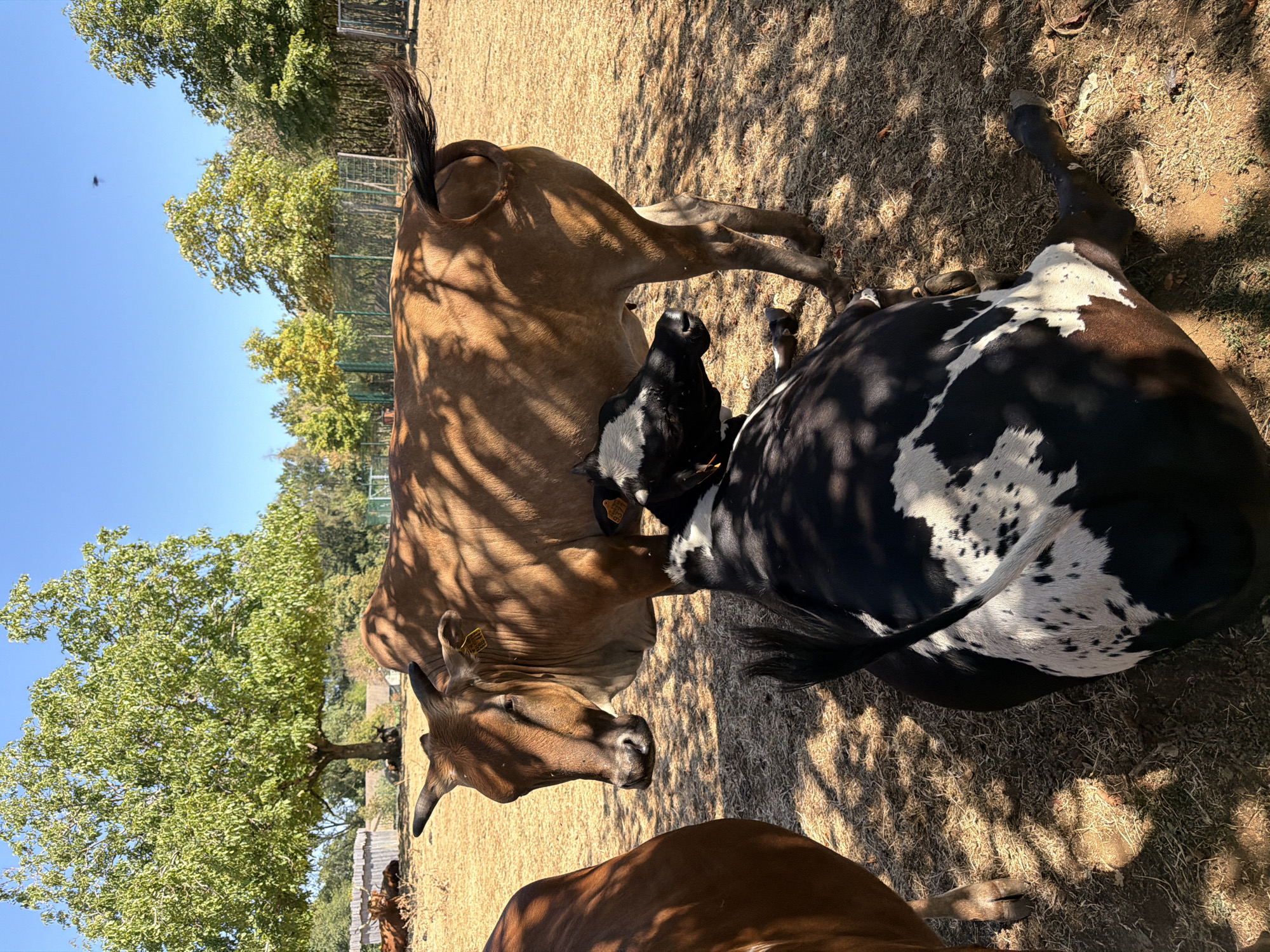 The image depicts a rural setting with three cows in a fenced enclosure under a clear blue sky. Two cows are standing, one is a reddish-brown color, and the other is partially visible on the left, also reddish-brown. The third cow, black and white spotted, is lying down in the foreground. The ground is covered with dry grass and hay, with shadows cast by trees. In the background, there are more trees, some with green foliage and others with autumn colors, and a fence made of metal posts and mesh. A wooden structure and a gate are also visible in the distance. The environment suggests a farm or an animal sanctuary. The location is identified as the city of Esch-sur-Alzette, Luxembourg, indicating this scene is likely from a rural area within or on the outskirts of this city.