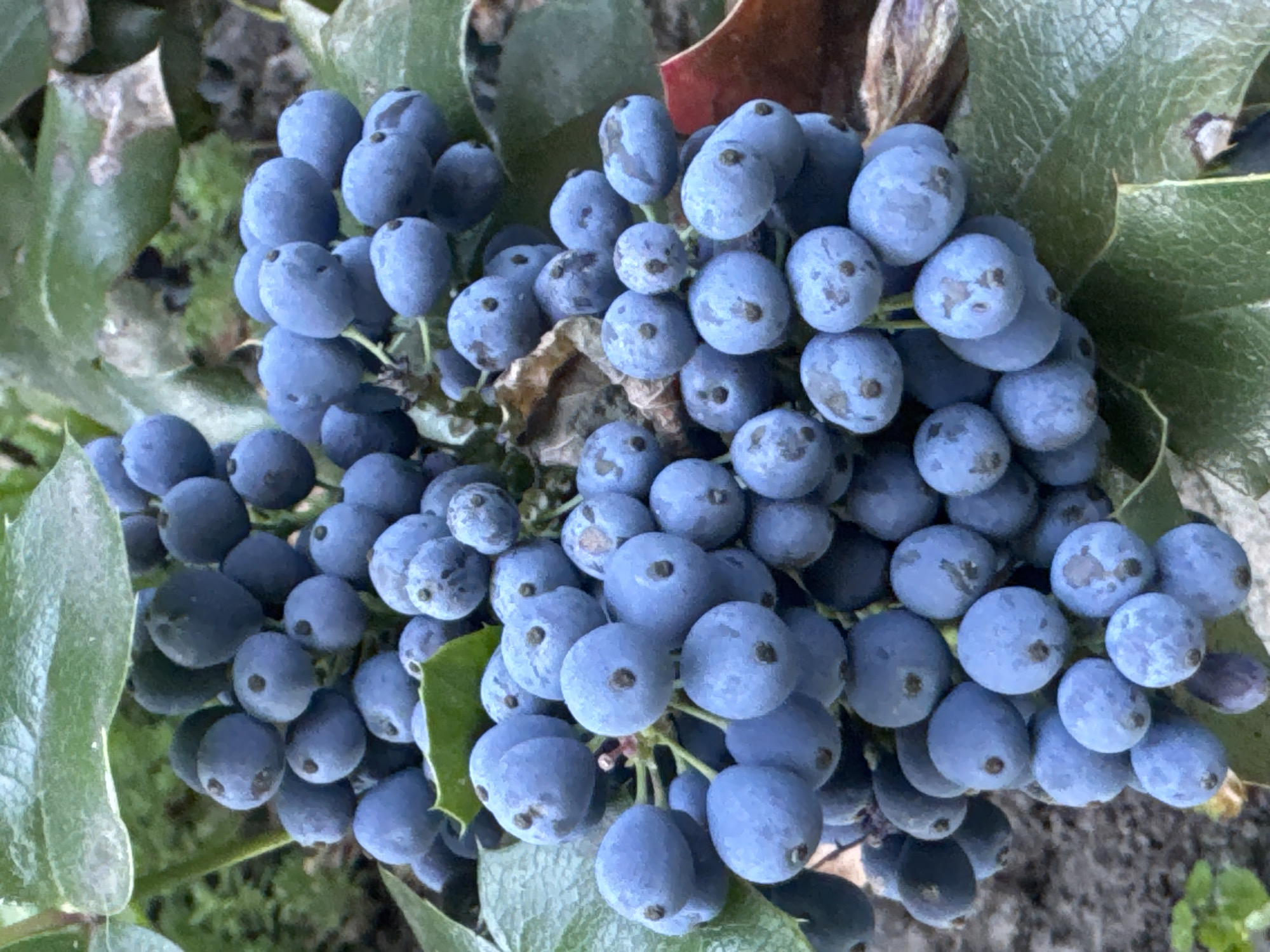 A close-up, eye-level shot captures a cluster of ripe, blue-purple berries against a backdrop of green leaves and muted earth. The berries are small and round, with a powdery bloom on their surface, some showing small dark spots. They are clustered tightly on thin stems. The leaves are a deep green, textured, and somewhat leathery, with some showing signs of browning or wear. The overall lighting suggests an outdoor setting, possibly a garden or natural environment, during daylight. There are no people or animals visible in the image. The location is specified as Kremenchuk, Ukraine, but this detail cannot be visually confirmed from the image itself.