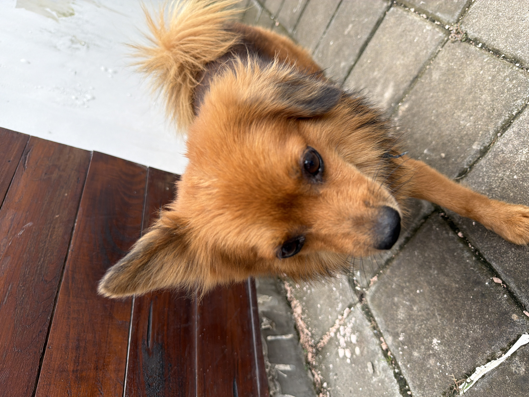 The image shows a medium-sized brown dog standing on a gray tiled surface with some vegetation between the tiles. To the left, there is a dark brown wooden surface. The dog is looking up at the camera. The location is not discernible from the image. There are no people in the image. The only subject is the dog. The objects include the dog, tiles, vegetation, and wooden surface. There are no actions or interactions visible in the image.