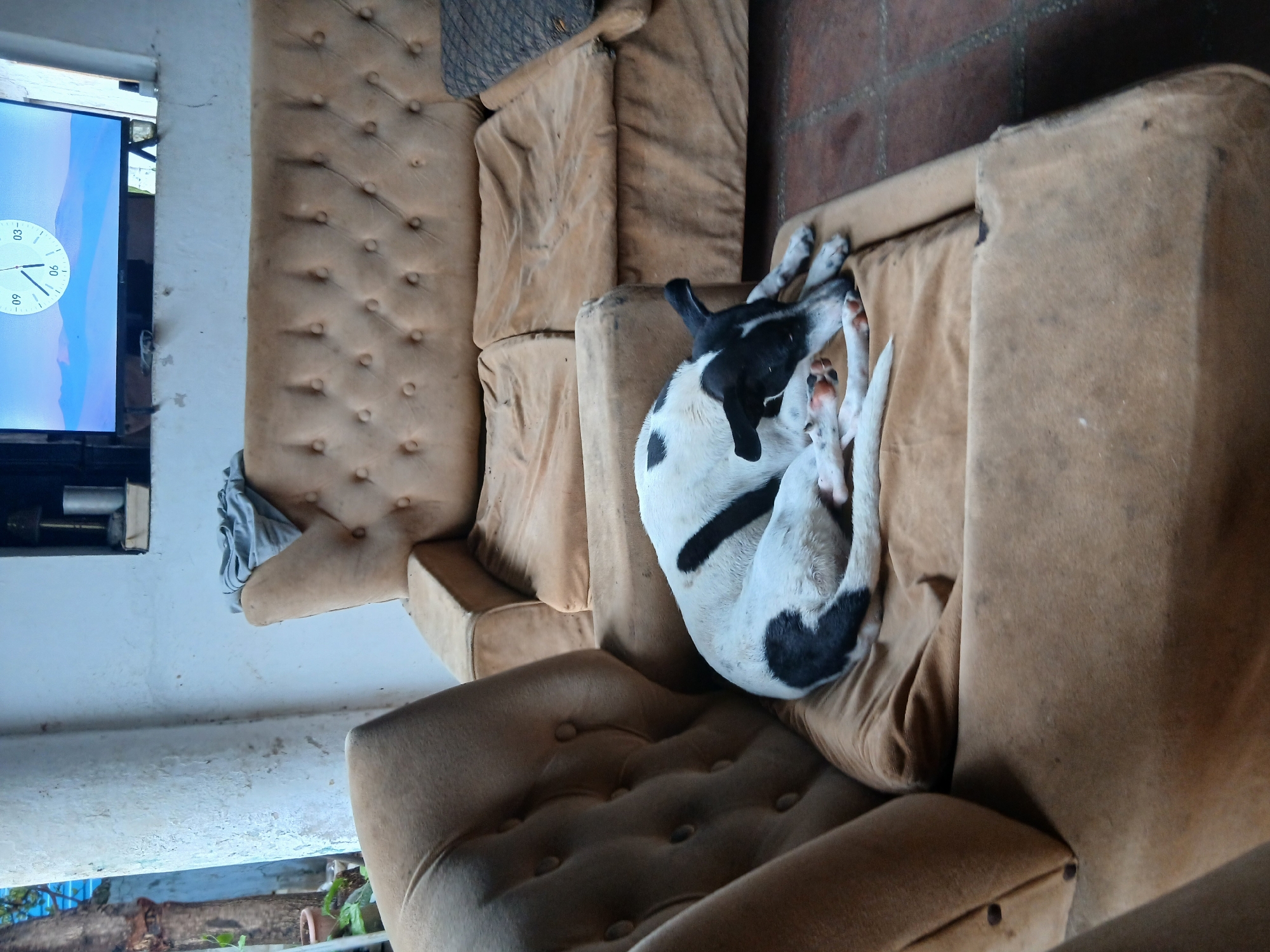 A black and white dog is sleeping on a brown couch. The couch is located inside a building with white walls. A television screen displaying a clock is mounted on the wall above the couch. The floor appears to be tiled. Outside the building, a tree and plants are visible through an open doorway or window. This scene is located in Santa Ana, Venezuela.