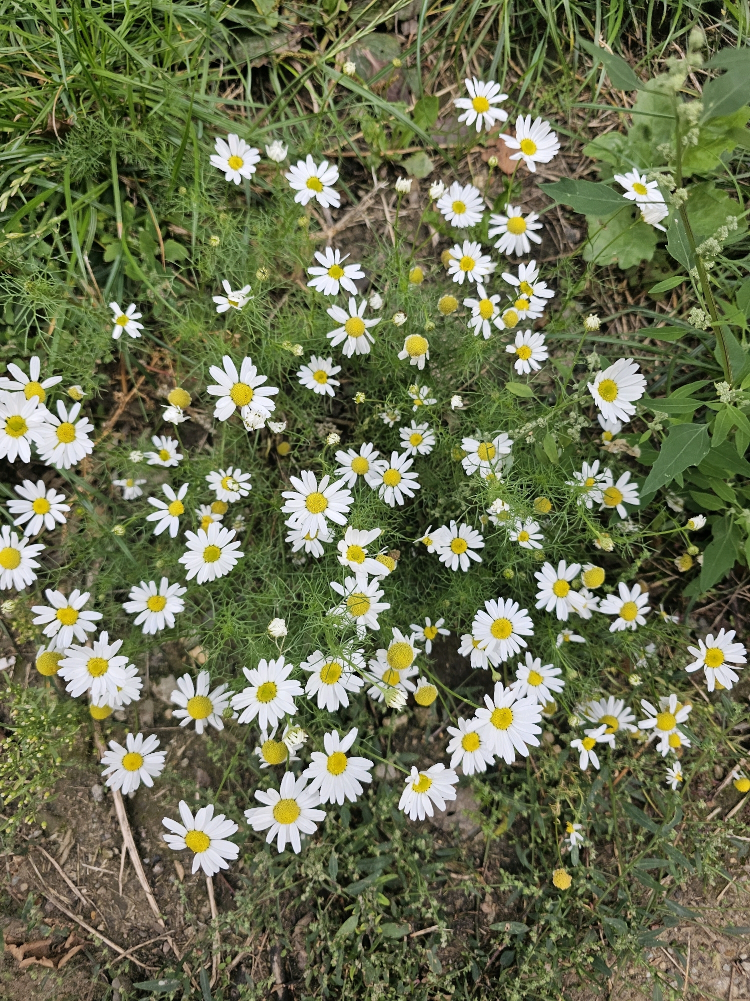 A dense cluster of white daisies with yellow centers is scattered across a patch of green grass and soil. The flowers vary in size and stage of bloom, with some fully open and others partially closed. Some of the daisies have delicate, feathery green foliage around their stems. The background is primarily composed of various shades of green, including lush grass and some darker green leaves of other plants. The ground is a mix of dark soil and dried plant matter. The scene appears to be an outdoor natural setting, possibly a park or a wild meadow. There are no people or man-made objects visible in the image. The image is taken from a high-angle perspective, looking down onto the flowers.