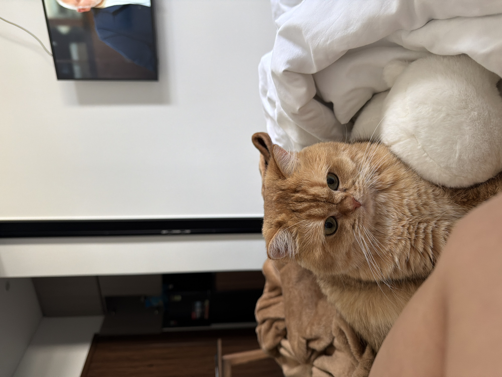 The image captures an indoor scene, likely a bedroom, with a ginger-colored cat as the primary subject. The cat is resting on a bed, partially covered by a brown blanket and white bedding. A portion of a person's leg, covered in light-colored fabric, is visible in the foreground on the left. In the background, a television screen displays a man in a suit. The room appears modern, with a closet visible on the far left. No elements in the image suggest a specific location within the city of Đà Nẵng, Vietnam.