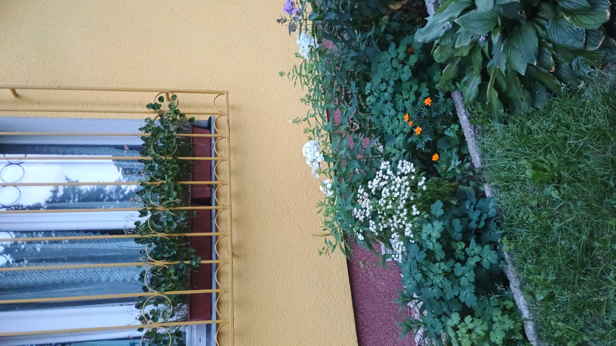 The image shows a close-up of a section of a building's exterior in Sokolov, Czechia. The building has a bright yellow, textured wall. A window with yellow bars and a decorative scrolled design is visible in the upper left portion of the frame. Inside the window, behind the bars, are several brown planters filled with small green plants. Below the window and extending across the bottom of the frame is a garden bed. This garden bed features a variety of plants, including clusters of small white flowers, larger white flowers, some small orange flowers, and broad-leafed green plants. A grassy area is visible in the foreground. The overall impression is of a well-maintained residential or commercial exterior.