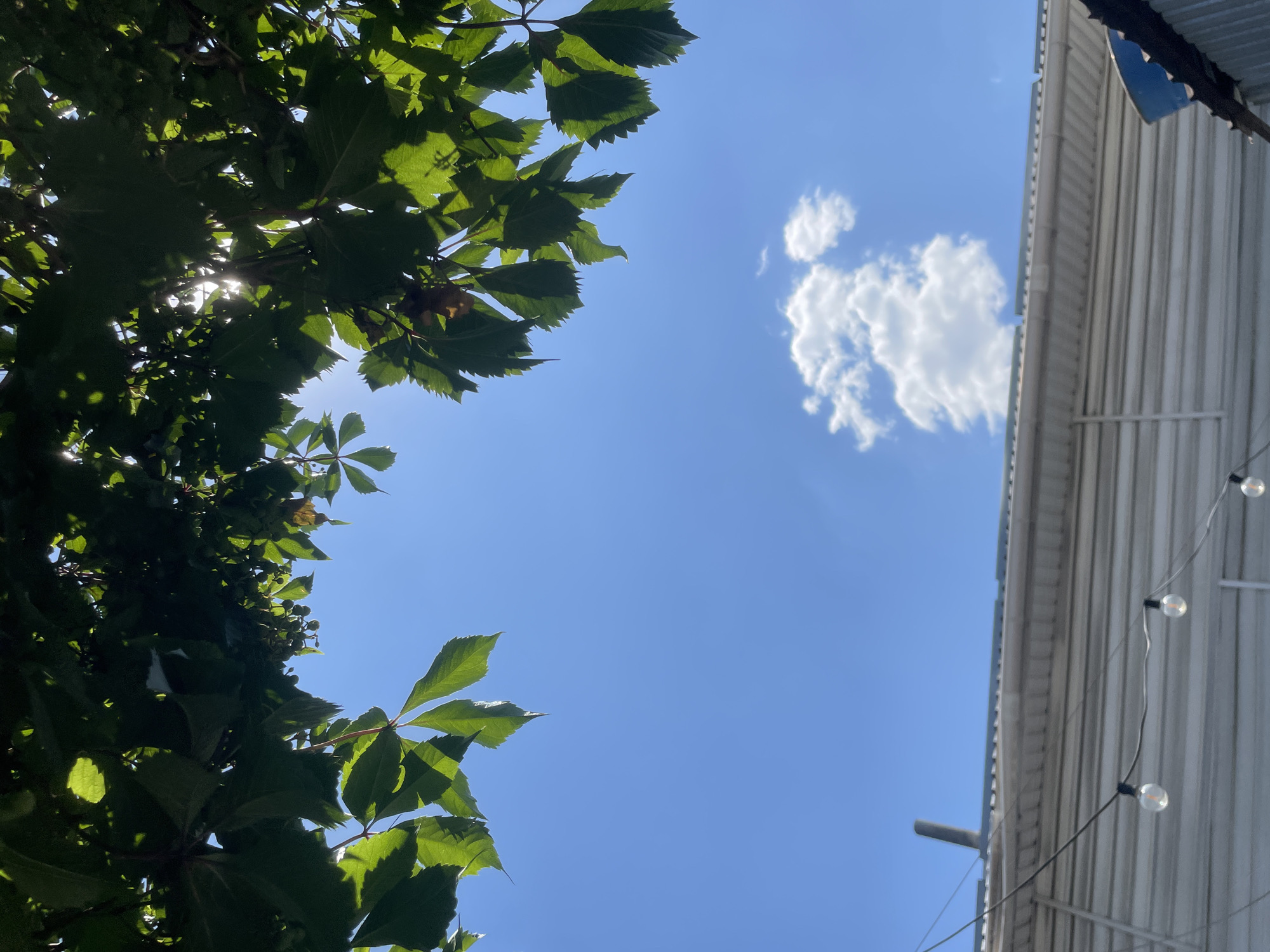 The image shows a bright blue sky with some green leaves in the foreground, obscuring part of the view. Below the sky, a building with a corrugated metal roof is visible. Some string lights hang in front of the building. A single white cloud is present in the sky. The scene appears to be an outdoor area, possibly a cafe or courtyard. The location is not specified as Almaty, Kazakhstan.