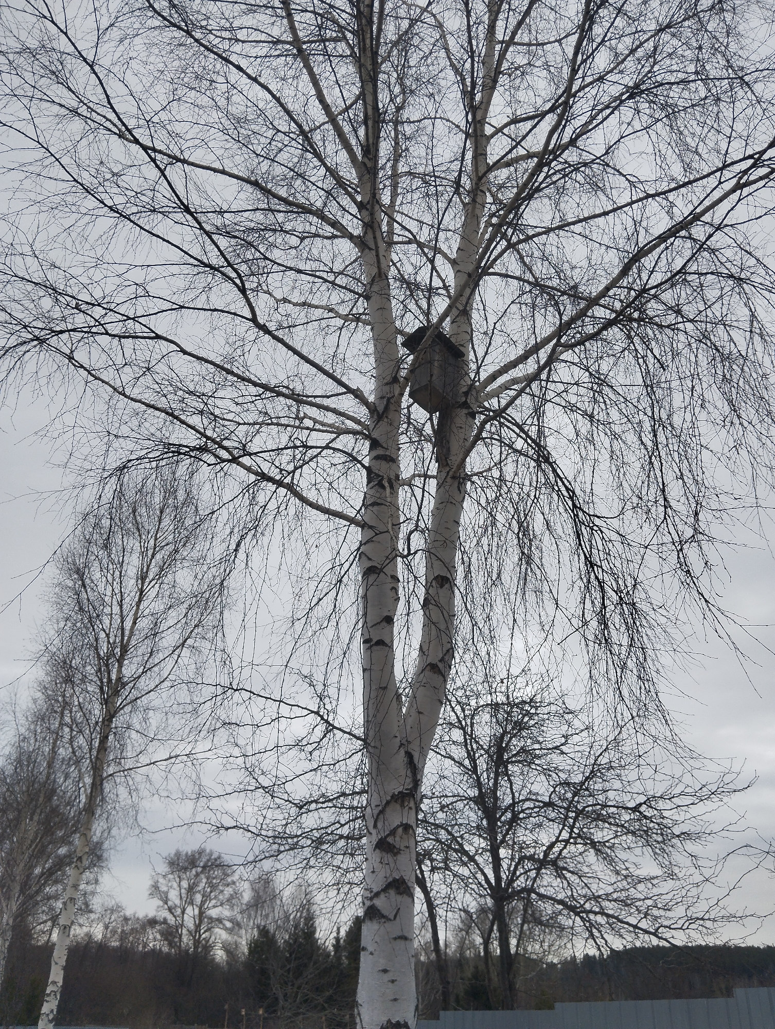 The image shows a cluster of birch trees with a birdhouse nestled high in the branches of the central, forked trunk. It is a dull, overcast day. The trees are devoid of leaves, suggesting it's either late autumn or winter. Other trees are visible in the background, mixed with some darker evergreen foliage. A fence is partially visible at the bottom of the frame. The location is presumed to be Grishanki, Russia, based on the user's prompt. No people or animals are visible. The scene is still and quiet.