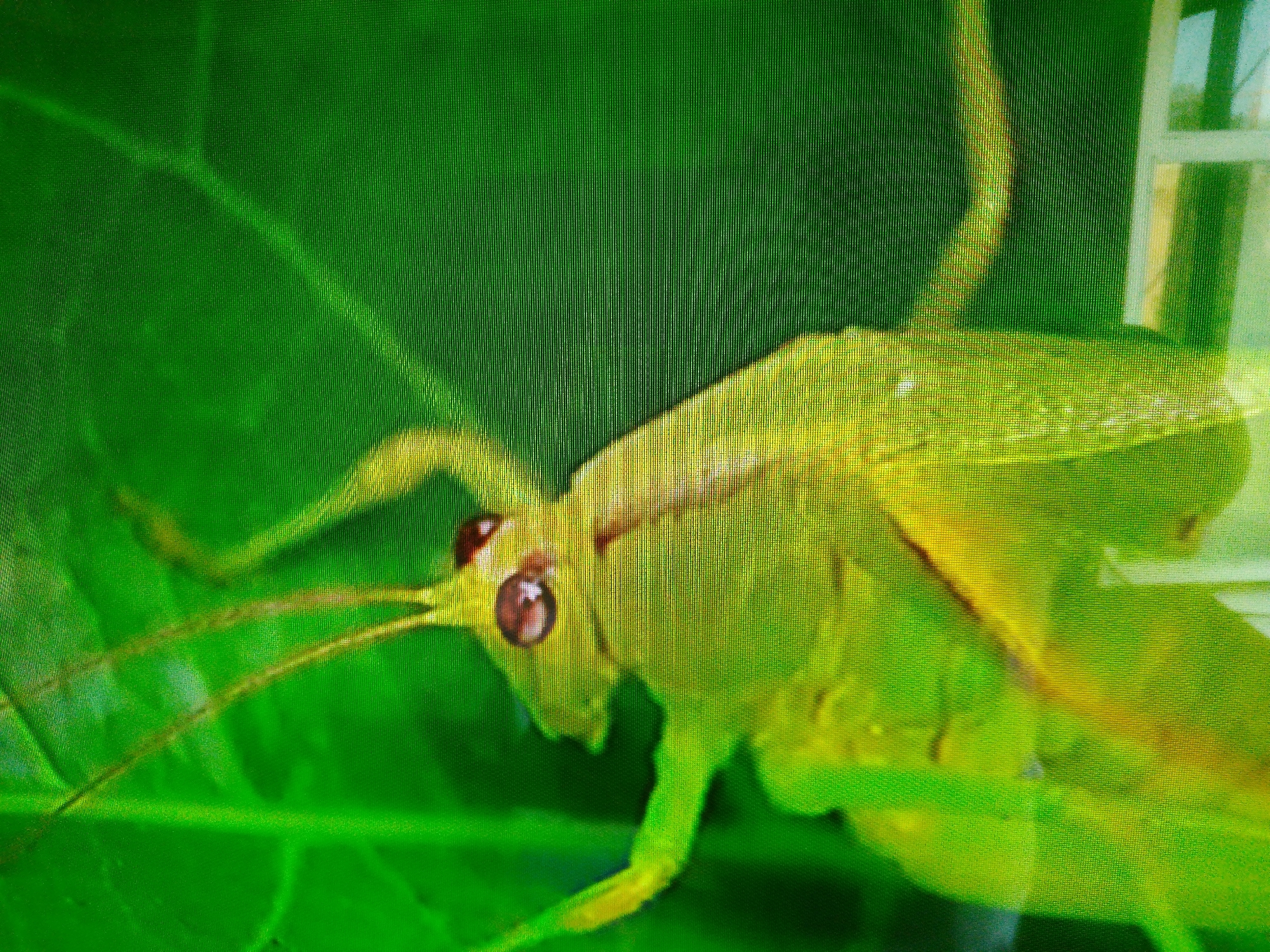 This is a close-up, slightly pixelated, image of a bright green grasshopper on a large green leaf. The grasshopper is positioned centrally, with its head facing left. Its large, dark eyes are visible, along with its antennae extending forward. The leaf appears to be a healthy green, with visible veins. The background is a blurry green, with a suggestion of a white structure, possibly a window frame, to the right. The image lacks any context relating to Dushanbe, Tajikistan.