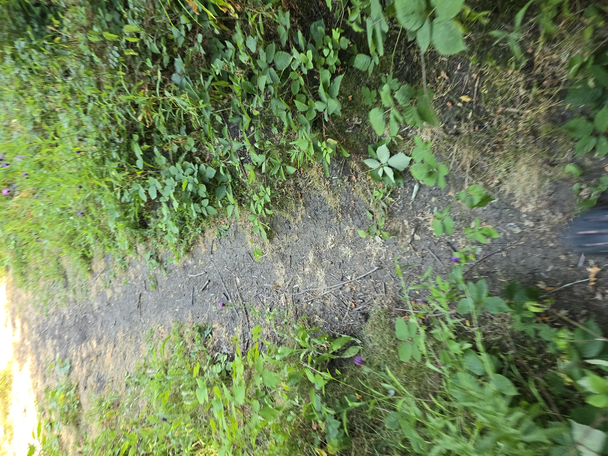 The media file shows a top-down, slightly angled view of a narrow, unpaved path winding through lush greenery. The path itself appears to be made of dirt and gravel, with some dry leaves and twigs scattered across its surface. On either side of the path, dense vegetation flourishes, consisting of various leafy plants, grasses, and a few small, purple wildflowers. The foliage is predominantly green, with some areas appearing drier and browner, suggesting a natural, possibly wild setting.

The lighting suggests it is daytime, with bright sunlight casting shadows and illuminating the scene, particularly on the left side of the path where a bright, washed-out area indicates a strong light source, possibly the sun filtering through trees or an open clearing. The image's orientation is such that the path appears to lead diagonally from the bottom left to the top right.

There is no discernible activity or event taking place, as the image focuses solely on the path and its surrounding flora. The setting appears to be a natural outdoor environment, likely a trail or walkway within a park, woodland, or countryside area. Given the location context of Stockton-on-Tees, United Kingdom, this could be a local nature reserve or a less-maintained public footpath. No people, man-made objects (other than the path itself), text, or specific emotions are evident in the image. The overall impression is one of a tranquil, verdant natural landscape.