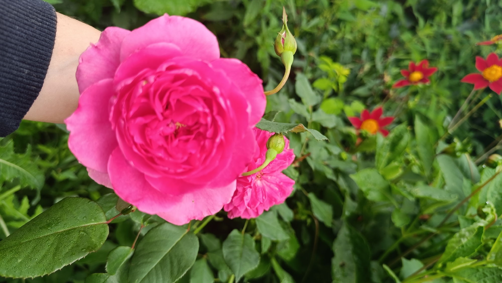 A person's arm, wearing a dark long-sleeved shirt, is visible on the left side of the image, partially obscuring a large, vibrant pink rose. The rose is in full bloom and is the dominant subject in the foreground. To the right of the rose, several smaller elements are present: a closed pink rose bud on a stem, a second, smaller pink rose, and in the background, out of focus, are several small red flowers with yellow centers. The environment is lush and green, with many leaves and foliage visible, suggesting a garden setting. The overall lighting indicates it is daytime, possibly overcast as there are no harsh shadows. The location is identified as the city of Karsha, Russia.