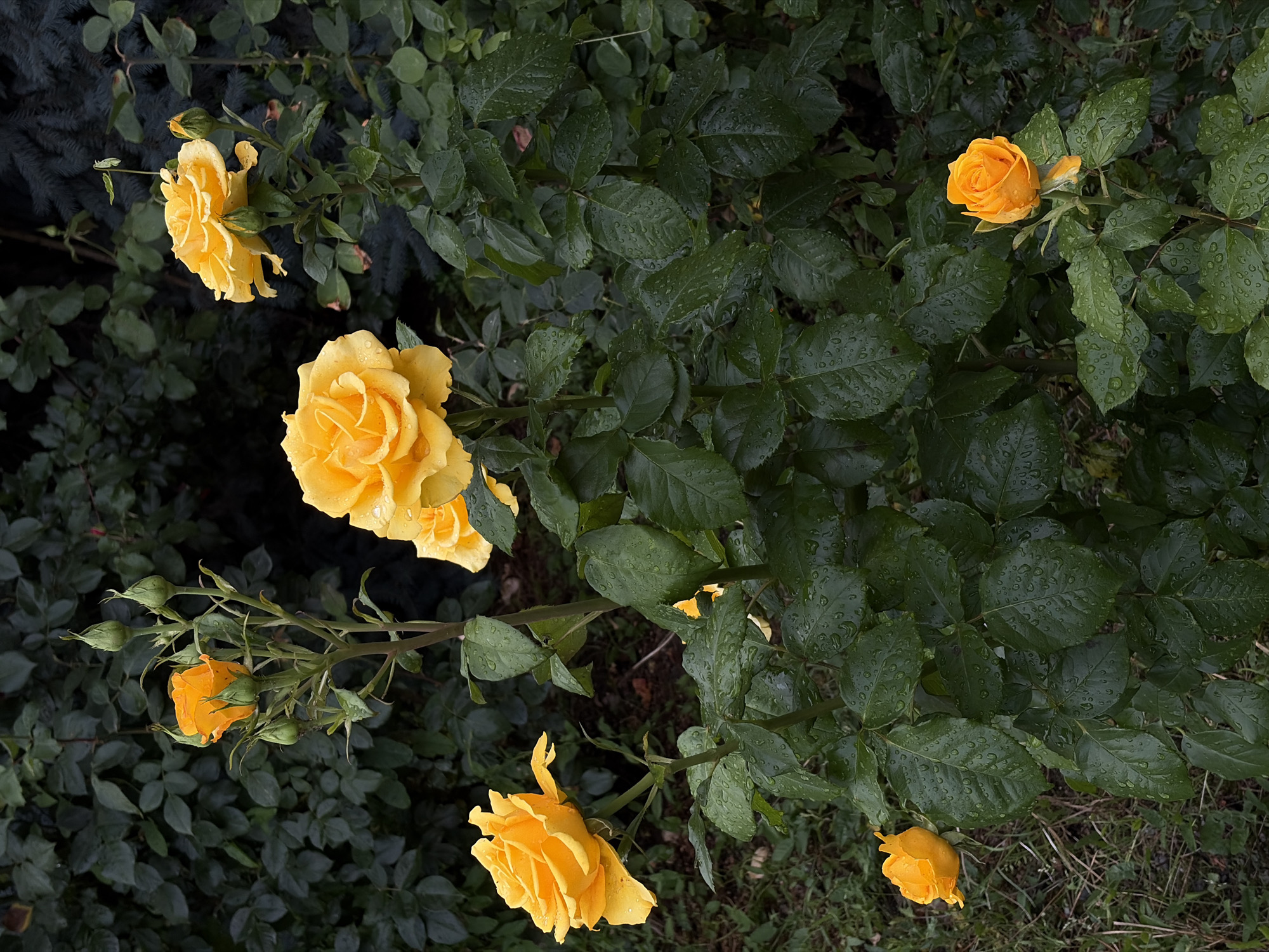 In Chermen, Russia, this image captures a close-up of several yellow roses with water droplets on their petals and leaves, suggesting recent rain. The roses are blooming on a bush with lush green foliage. In the background, darker green leaves and branches create a dense, natural setting. Some rose buds are also visible, indicating ongoing growth and potential for more blooms. The overall atmosphere is serene and natural, focusing on the beauty of the flowers in their environment.