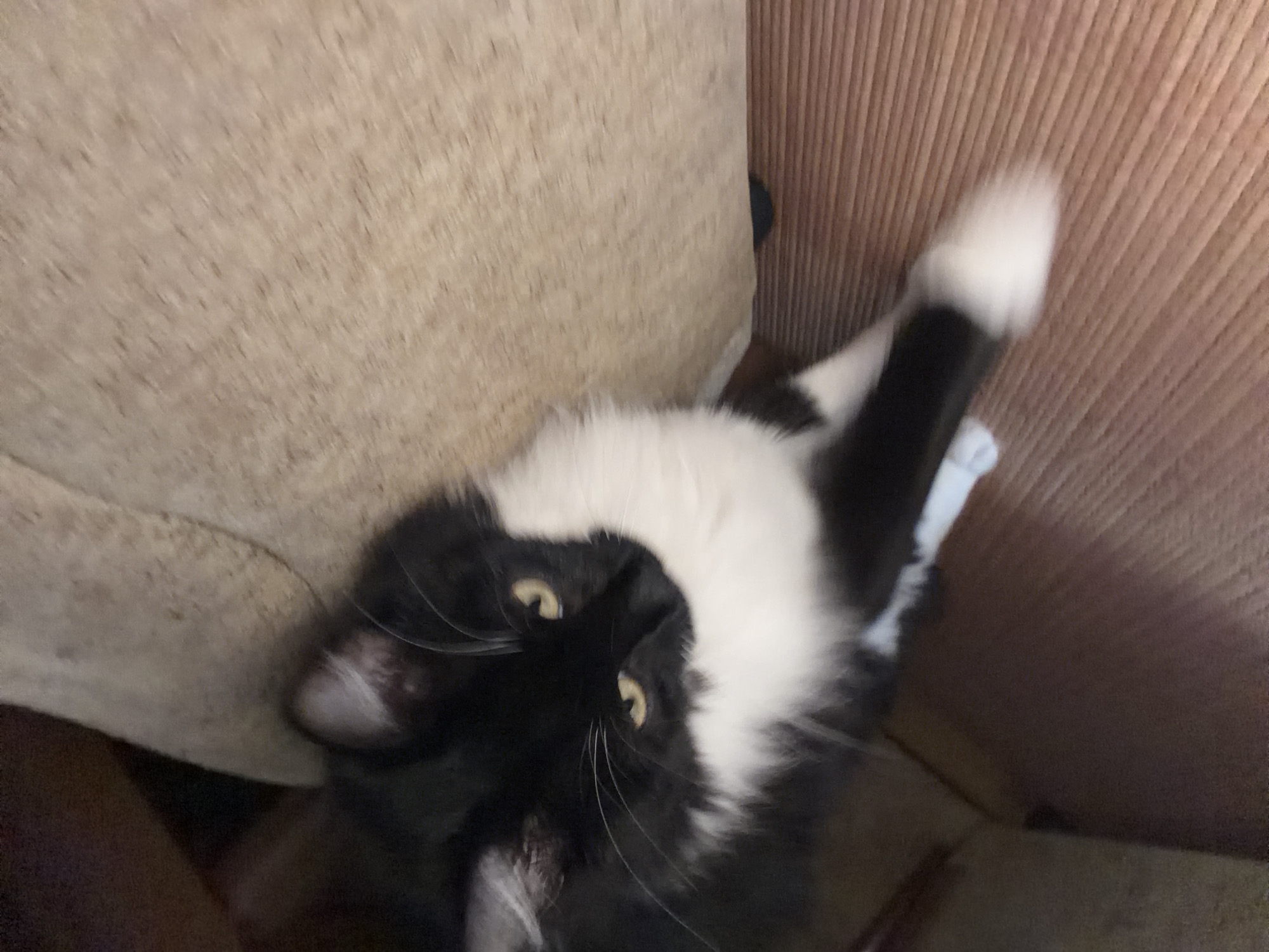 A black and white cat is lying on a beige sofa. The cat's head is turned towards the camera, and its eyes are open. Its body is mostly black with white markings on its chest and paws. The background shows a wooden floor and a dark area that could be furniture. The image is slightly blurry. There is no information available regarding the location in the city of Blagoevgrad, Bulgaria.