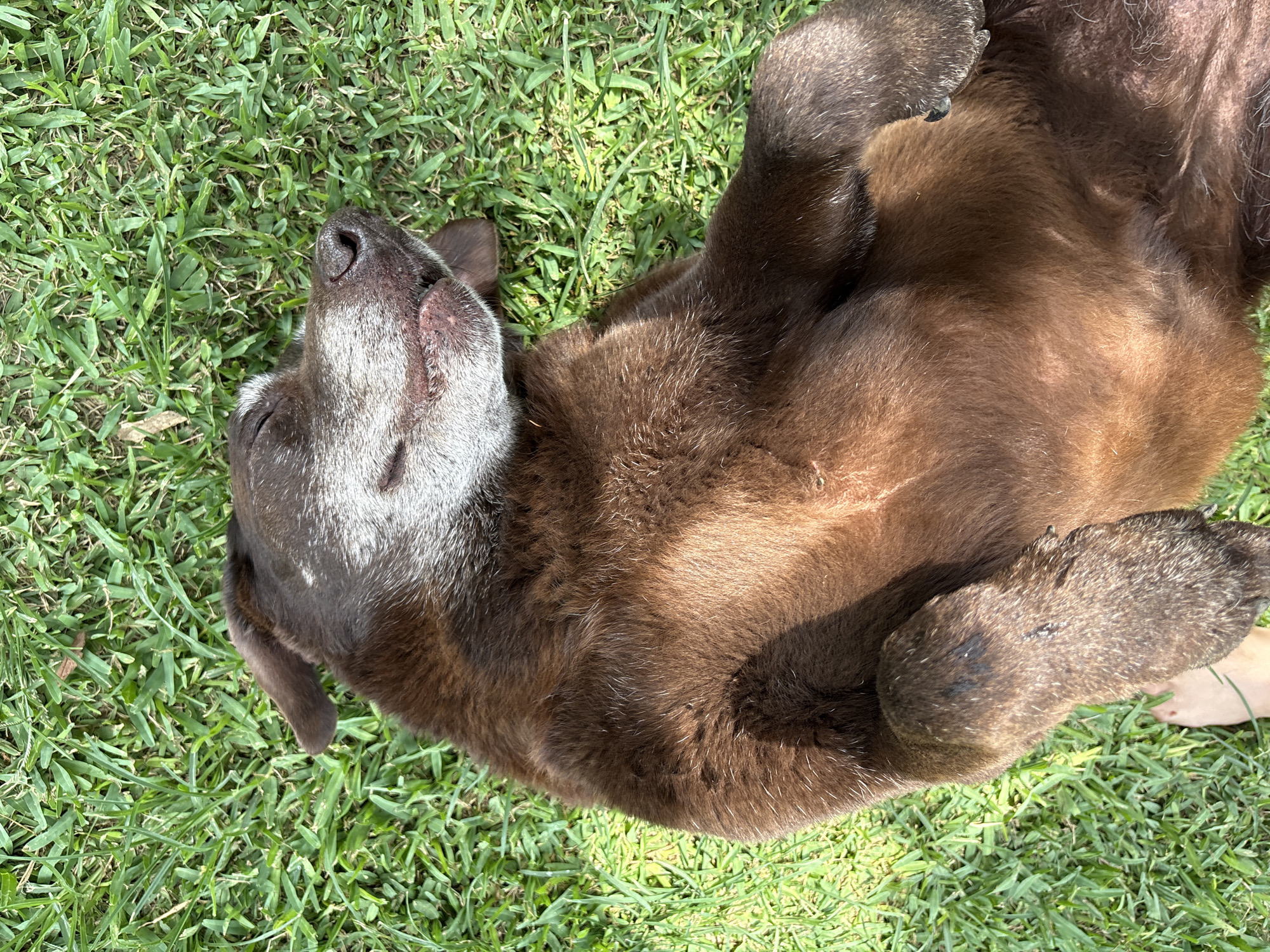 A chocolate Labrador retriever dog is lying on its back in green grass. The dog's head is tilted back, and its paws are curled upward. The dog is likely in a residential area of Tres de Mayo, Mexico, given the well-maintained grass. There are no people visible in the image.