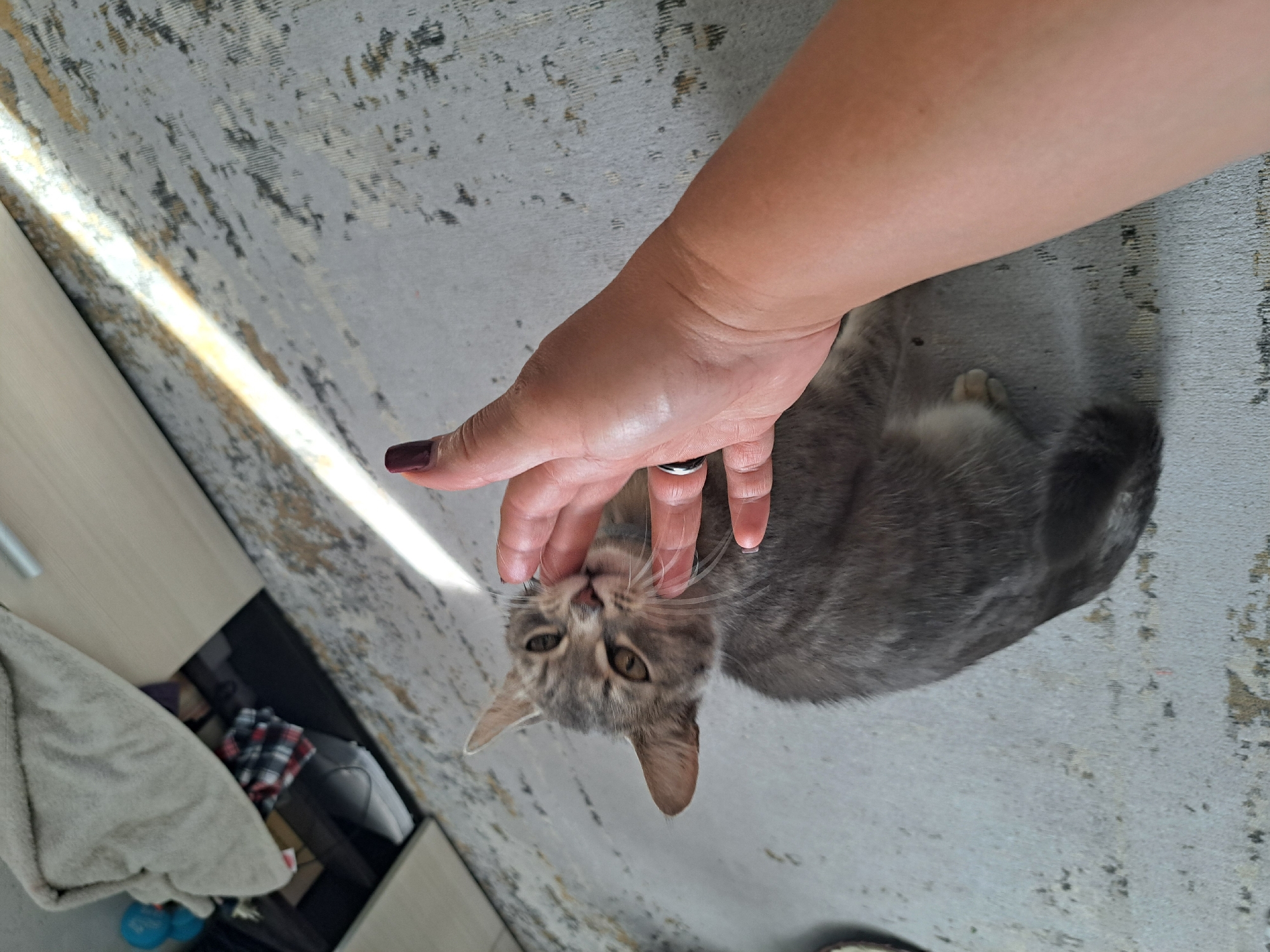 In a domestic setting, a person's hand gently strokes the face of a grey tabby kitten lying on a grey carpet. The kitten has large ears and is looking towards the camera. The background shows a piece of furniture with some items, including a folded blanket and some clothing. A diagonal beam of sunlight illuminates a portion of the carpet. The image does not provide any information about the city of Chernetsk, Russia.