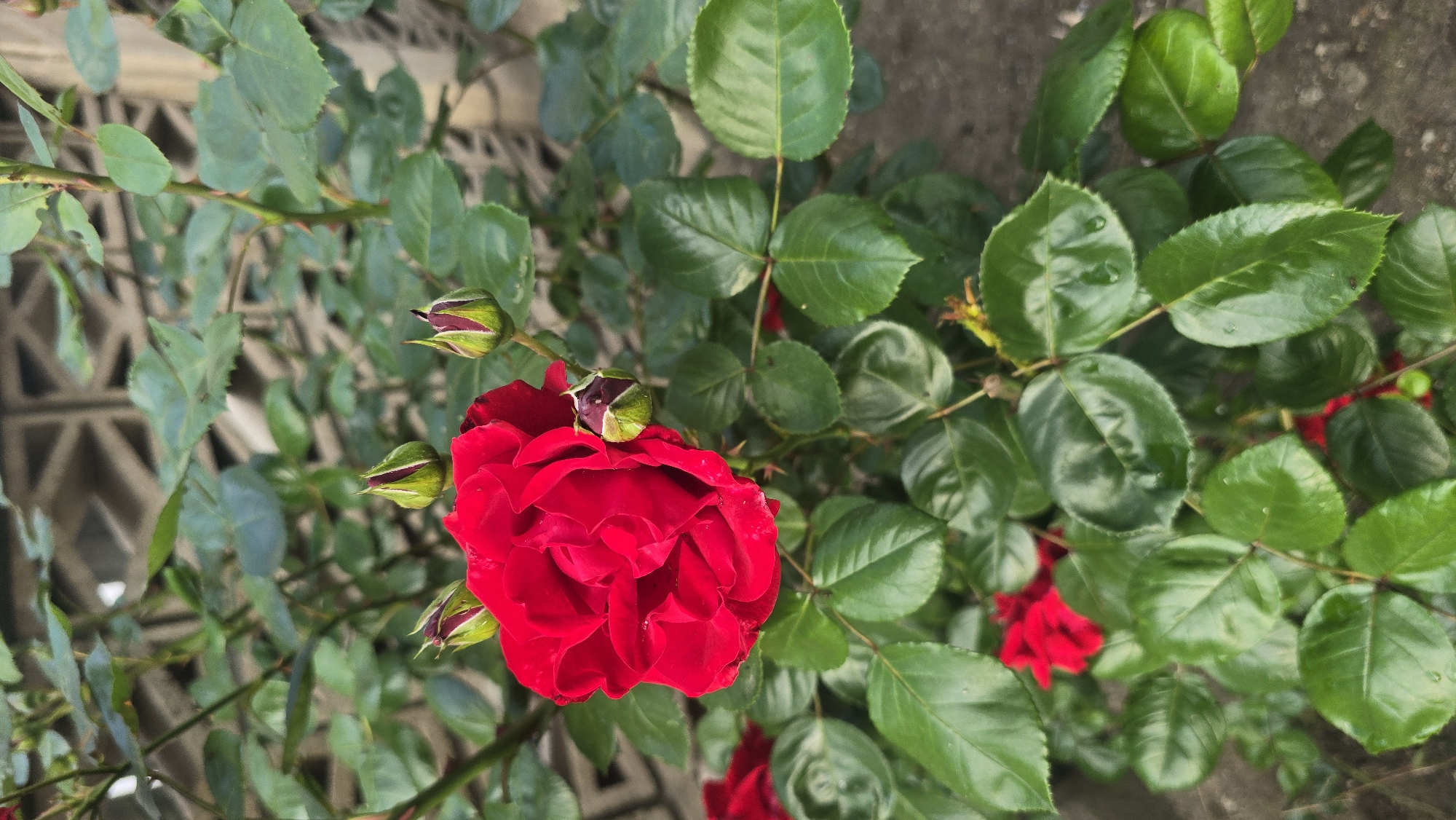 A close-up shot of a blooming red rose with several buds, set against a backdrop of lush green leaves. The rose and buds are the focal point, positioned amidst the foliage. The leaves show variation in texture and coloration, suggesting different ages or conditions. The background is a partially visible geometric pattern, possibly a fence or screen, indicating an urban or garden setting. The location is Varna, Bulgaria, though specific landmarks are not visible. The scene appears static, capturing the flower and its surroundings in a natural state.
