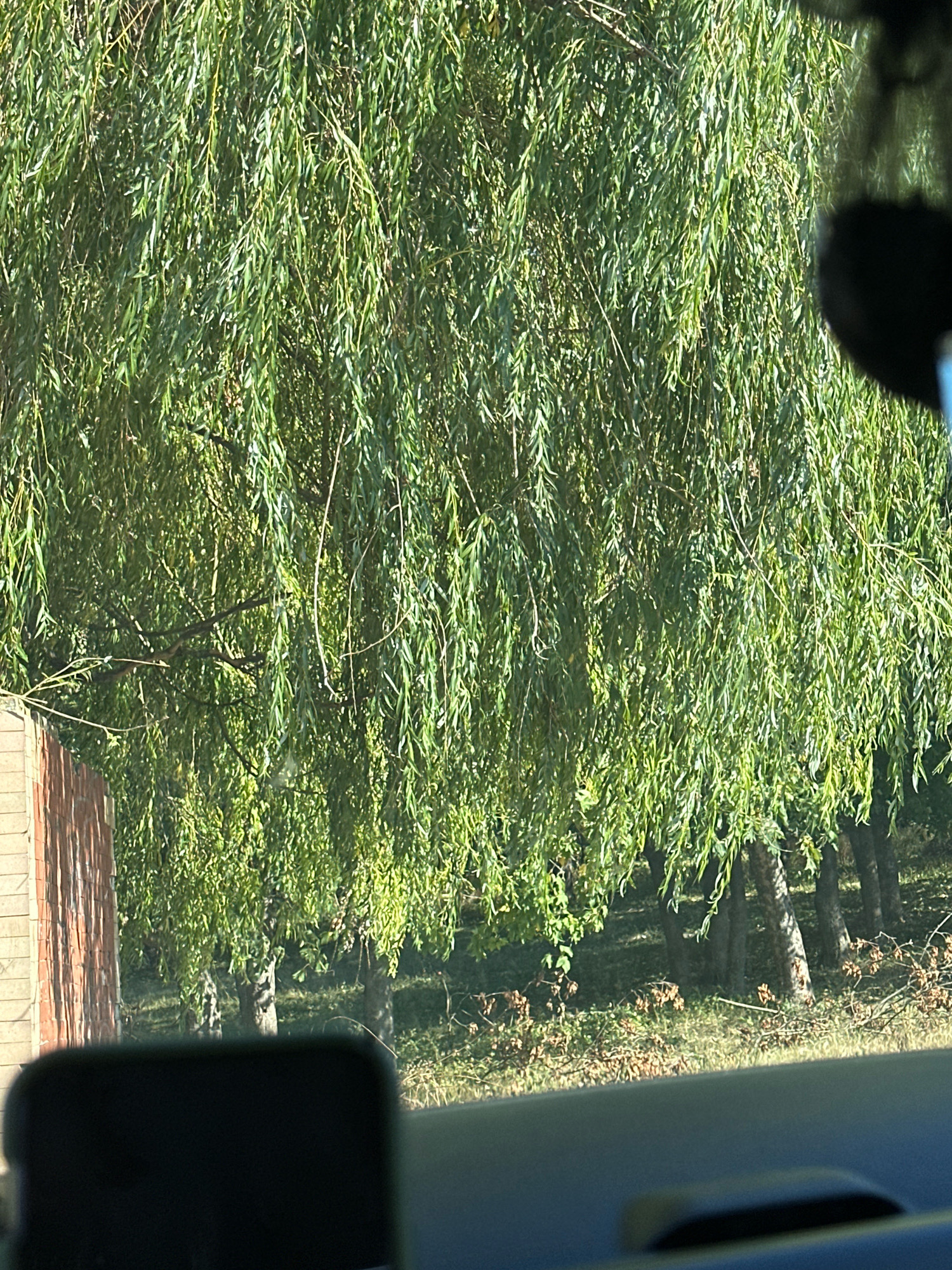 The image depicts a view from inside a vehicle looking outwards towards a dense weeping willow tree with its long, cascading branches filling most of the frame. Sunlight filters through the leaves, creating a dappled effect. To the left, a portion of a brick wall is visible, suggesting an adjacent structure. In the foreground, the dark interior of the vehicle is partially visible, including what appears to be a dashboard or electronic device. In the background, beyond the willow, are several tree trunks and an area of dry foliage and branches on the ground, indicating a natural or park-like setting. The overall scene is one of abundant greenery and natural light, with a hint of human presence through the vehicle's interior. The location is identified as Makiv, Ukraine.