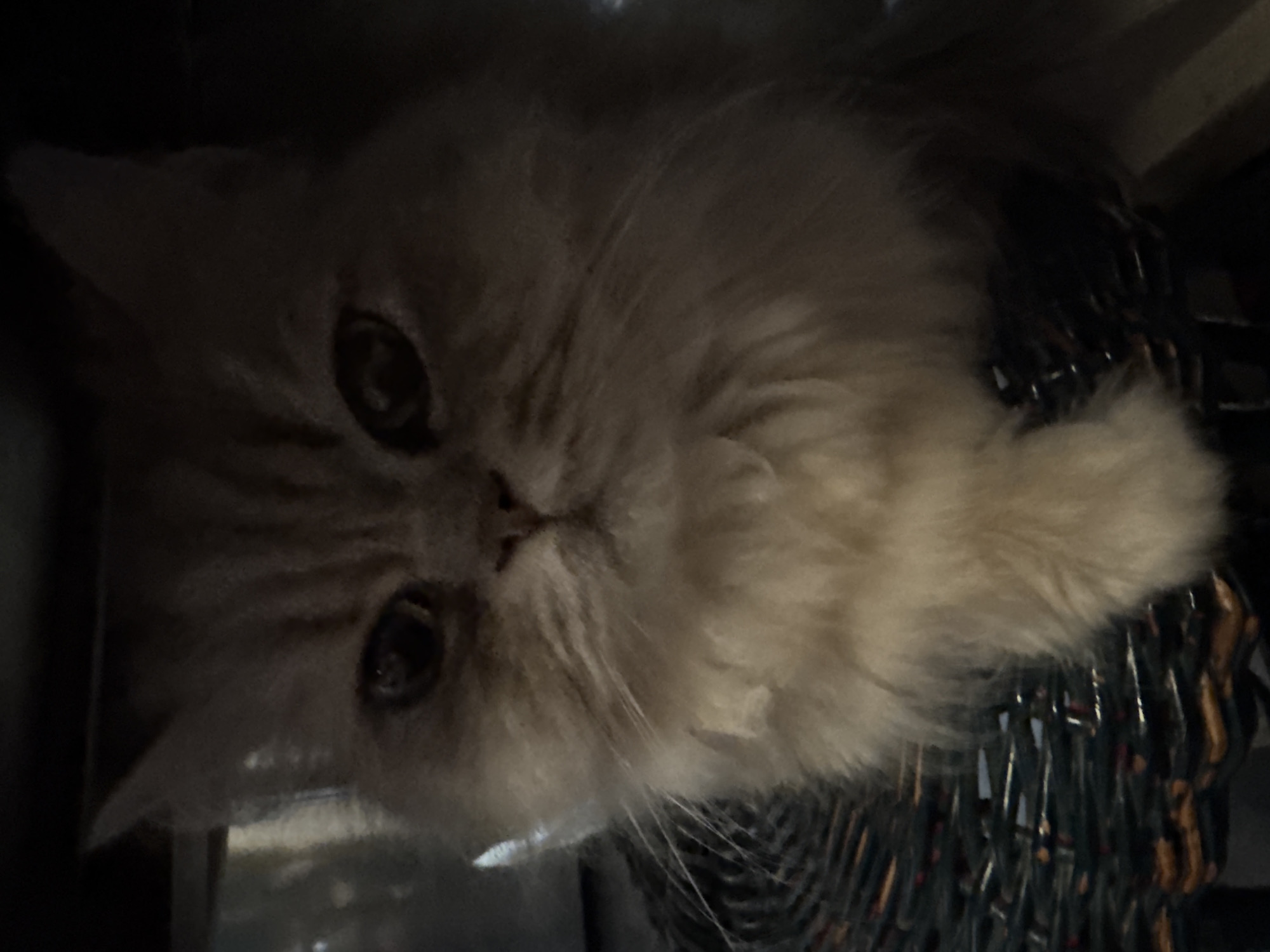 A close-up, vertically oriented, medium shot shows a gray and white long-haired cat resting on a dark woven basket. The cat's face, chest, and paws are visible. The cat's fur is light gray with darker gray tabby markings on its forehead and cheeks. Its eyes are dark and appear to be looking forward. The cat's chest and paws are a creamy white. The basket appears to be made of dark wicker with some visible strands of lighter colored material. The background is dark and out of focus, with some lighter shapes suggesting a shelf or furniture. The scene appears to be indoors. This image was taken in Hallum, Netherlands.