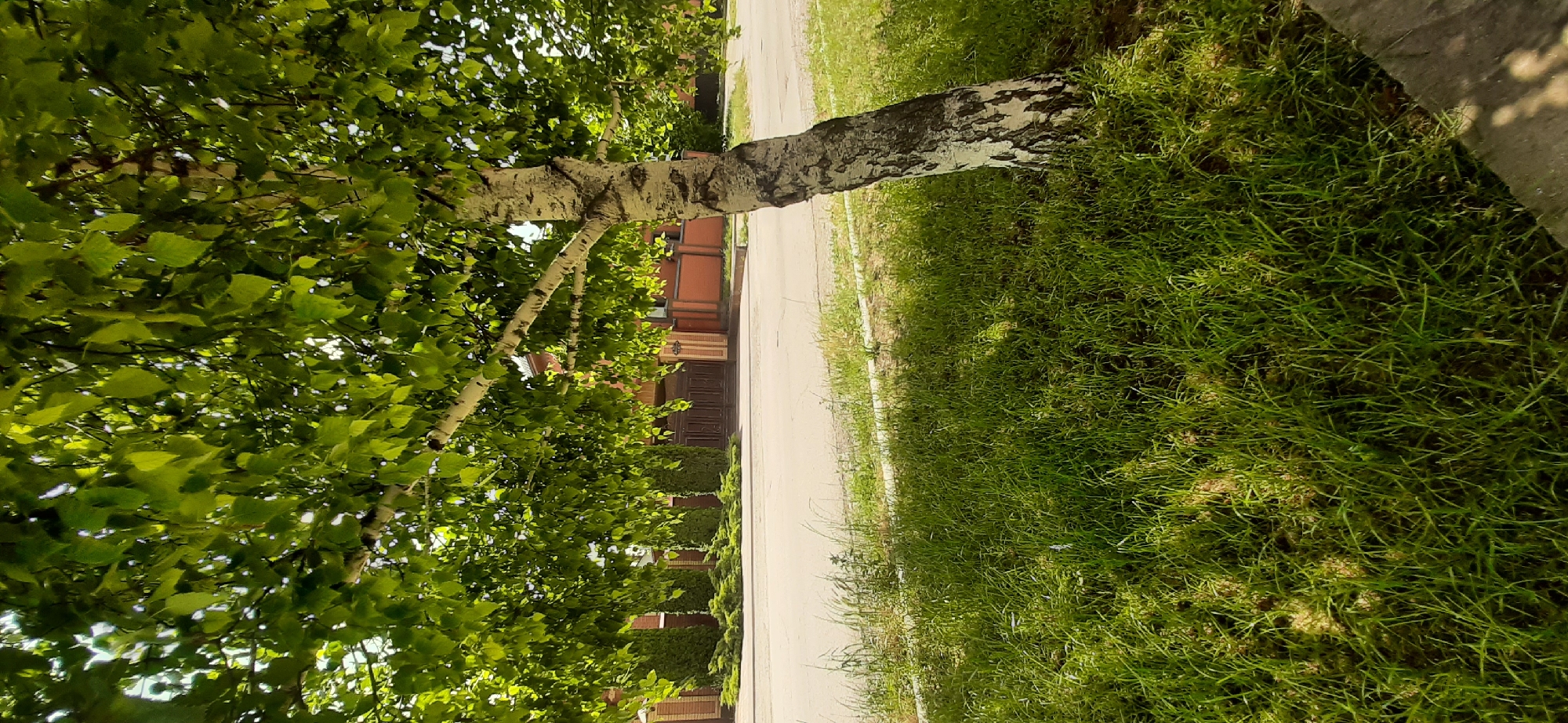 A birch tree stands in the foreground, its white bark marked with black patterns, and its branches laden with green leaves. The tree is positioned on a grassy area adjacent to a paved road. Beyond the road, a brick fence surrounds a property with a large wooden gate and manicured evergreen bushes. The scene appears to be located in Yessentukskaya, Russia, possibly in a residential area with a suburban feel, given the presence of the house, fence, and gate. The lighting suggests it is daytime with bright sunlight casting shadows.