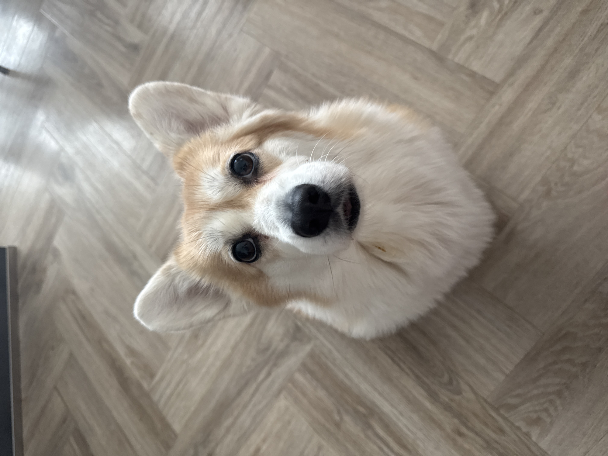 A close-up, angled shot shows the head of a corgi dog. The dog has white and tan fur, with large, pointed ears and a black nose. The background is a light brown herringbone pattern floor. The location is not discernible from the image.