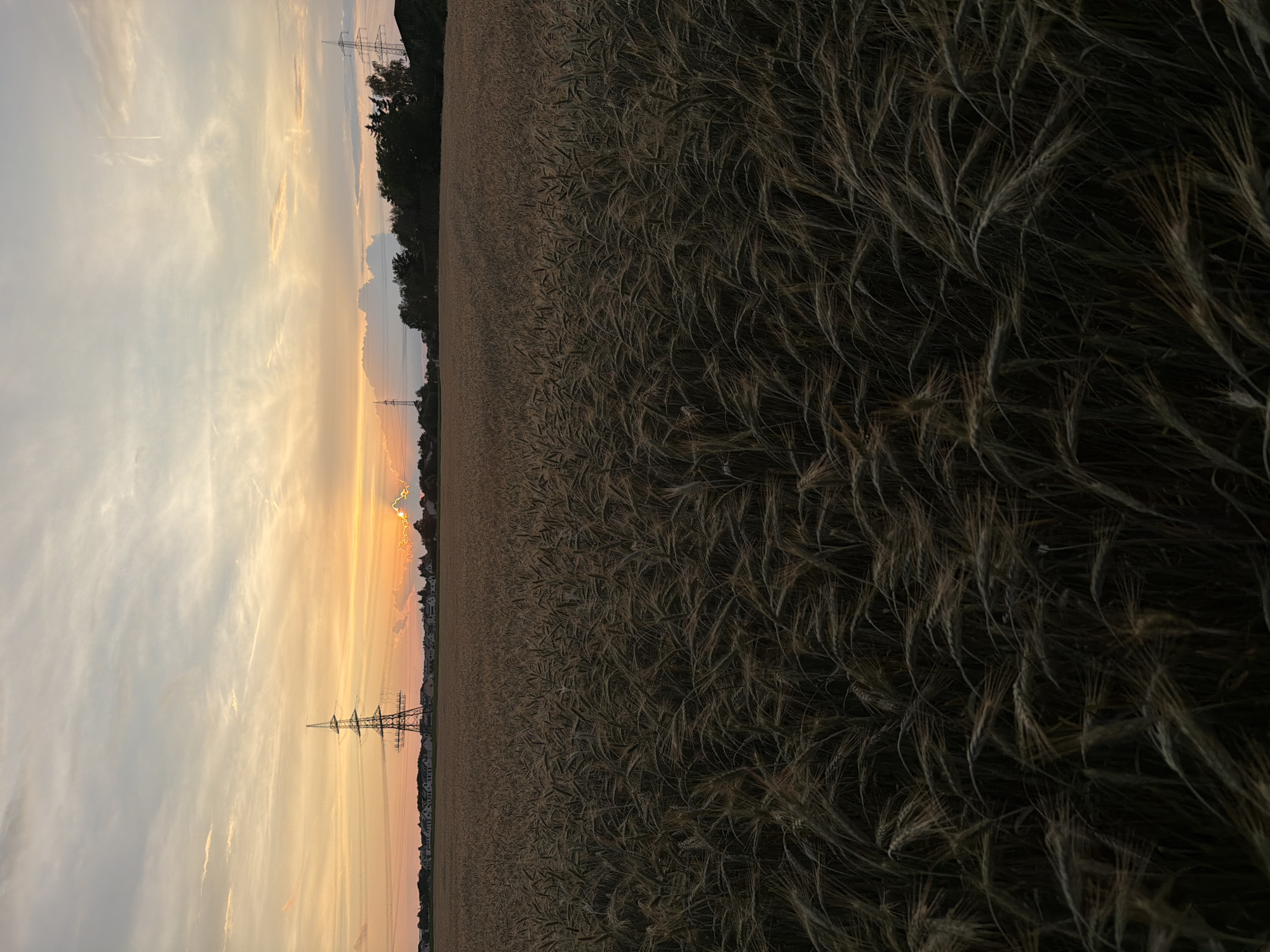 An outdoor, eye-level, wide shot captures a field of ripe wheat at sunset in Poing, Germany. The sky displays a gradient of soft oranges, yellows, and pale blues, with wisps of clouds. Tall electrical pylons are visible in the distance, one dominating the left side of the frame, and another to the right, with a village and trees situated between them and the field. The foreground is filled with the dense stalks of wheat, which appear golden-brown and sway gently. The lighting suggests late afternoon or early evening.