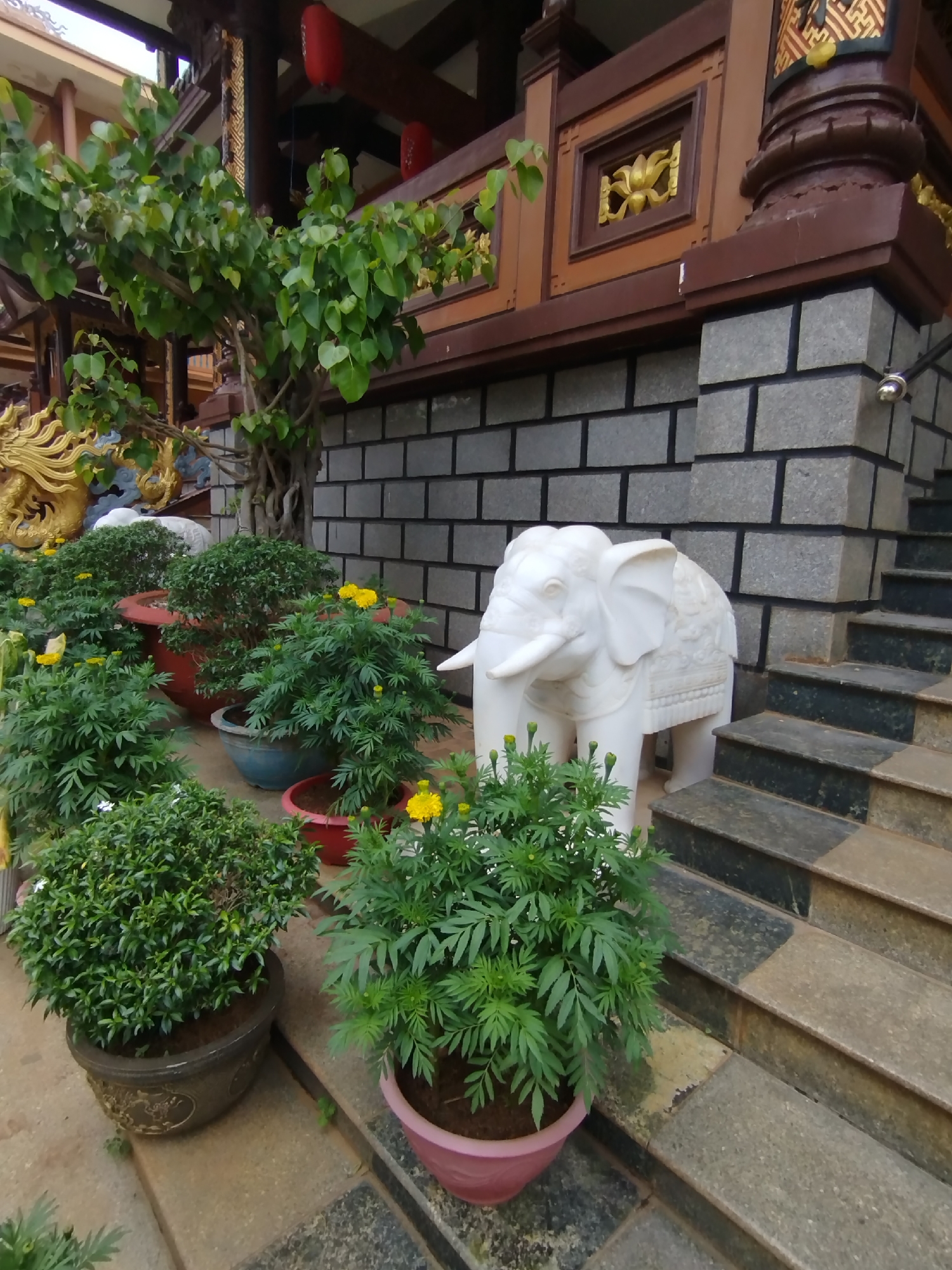 A low-angle medium shot depicts a stone elephant statue and several potted plants next to a set of stairs in what appears to be the Pleiku Ward, Vietnam. The elephant, positioned on the right side of the frame, is a pristine white. It is partially obscured by green plants, with some yellow flowers, in pots of various colors (pink, brown, red and blue). The stairs are composed of alternating dark and light gray stone. The wall behind the elephant is made of light gray rectangular blocks with dark gray mortar.
A building with elaborate brown and gold trim and red lanterns is in the background. To the left, a tree with light green foliage grows. A golden dragon sculpture is partially visible in the background, behind the plants.