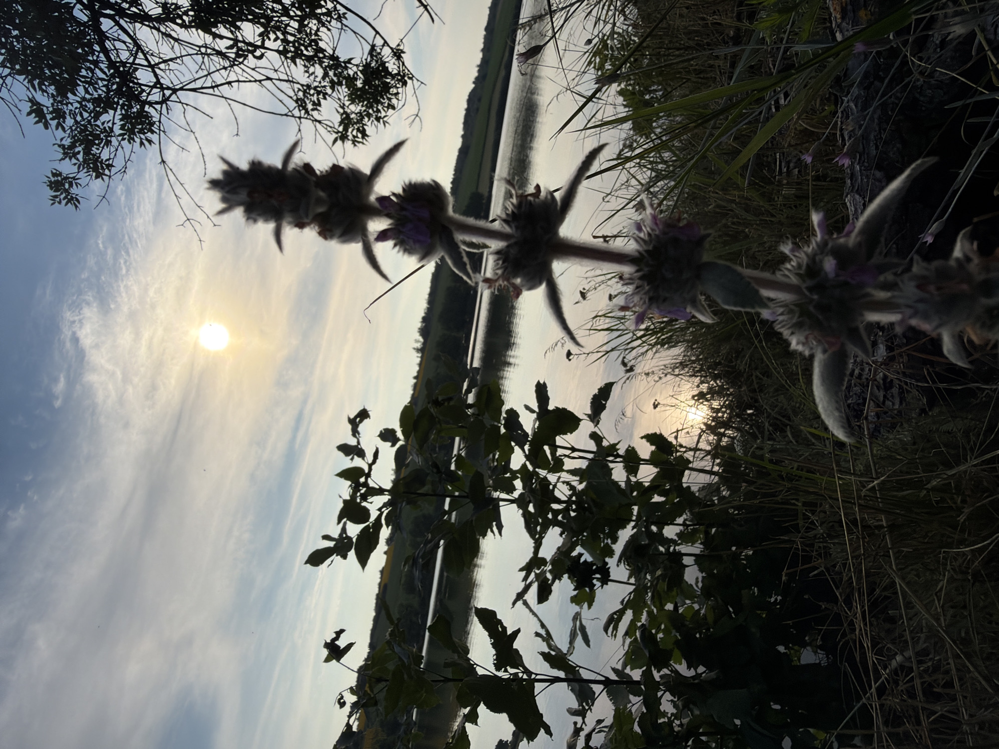 The image captures a serene outdoor scene at dusk, likely near a body of water in Găleștii Noi, Moldova. In the foreground, a delicate, fuzzy plant with small purple flowers stands out, its silhouette softened by the low light. To the left, leafy green branches emerge from the shadows, their forms distinct against the tranquil water. The body of water itself reflects the soft, diffused light of the setting sun, creating a shimmering surface. Beyond the water, rolling hills are visible, their contours gently fading into the hazy horizon. The sky above is a canvas of pale blues and whites, with wispy clouds streaking across, hinting at the lingering light of day. The overall impression is one of peacefulness and natural beauty.