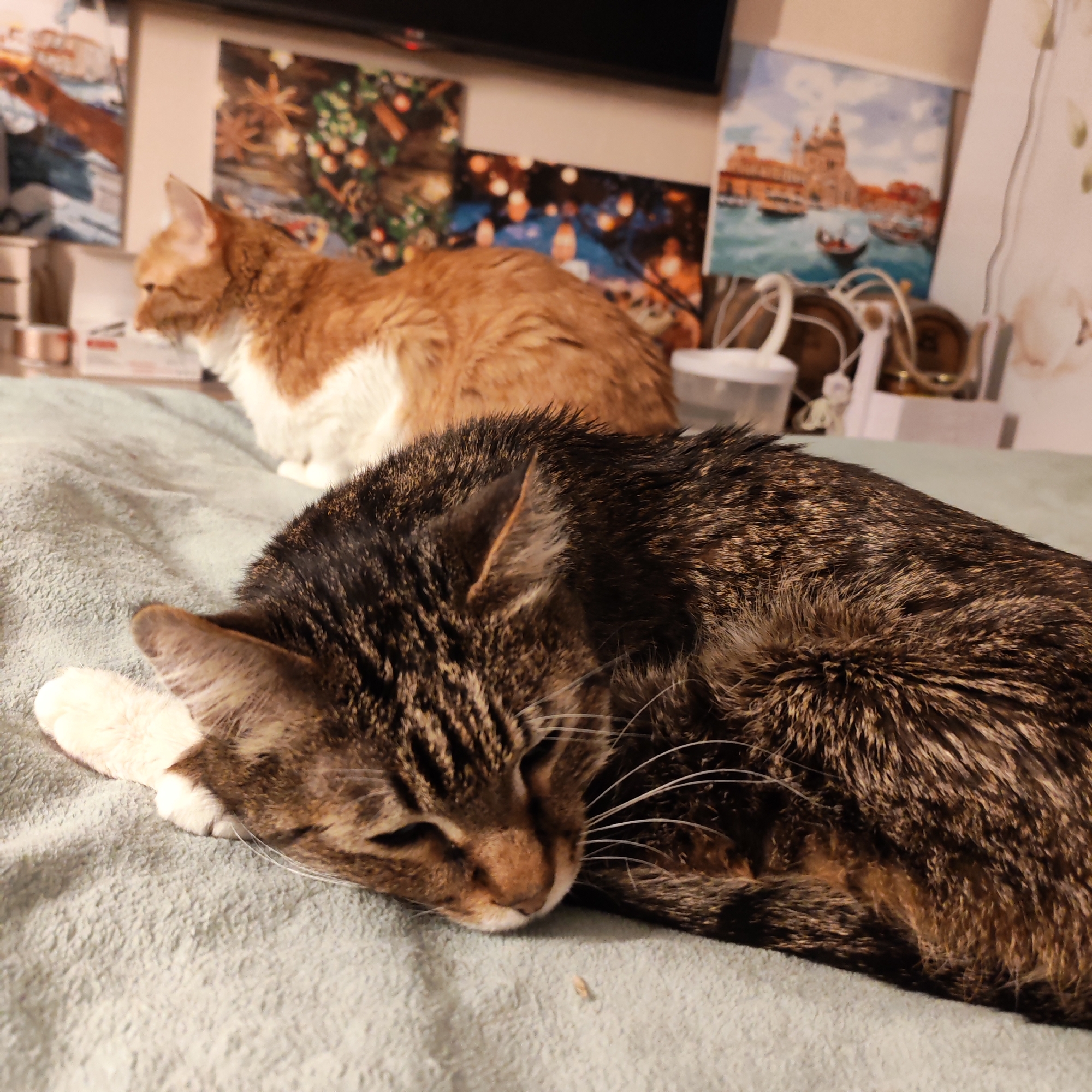 The image captures an indoor domestic scene in Chaikovsky, Russia, featuring two cats on a light green, textured blanket. In the foreground, a brown and black tabby cat lies curled on its side, appearing to sleep with its eyes closed, exposing white paws and prominent white whiskers. A small piece of light-colored debris rests on the blanket near its nose. In the middle ground, an orange and white cat sits upright, facing left, with a watchful posture. The background reveals a light-colored wall adorned with several framed pictures: one depicting a Venice-like canal scene with gondolas, and another showing a warm-toned, bokeh-effect scene with decorative lights and foliage. Various indistinct objects, including containers and tangled white cables, are visible on a surface beneath the wall art. A dark, horizontal electronic device, possibly a television, with a red indicator light, is mounted higher on the wall.